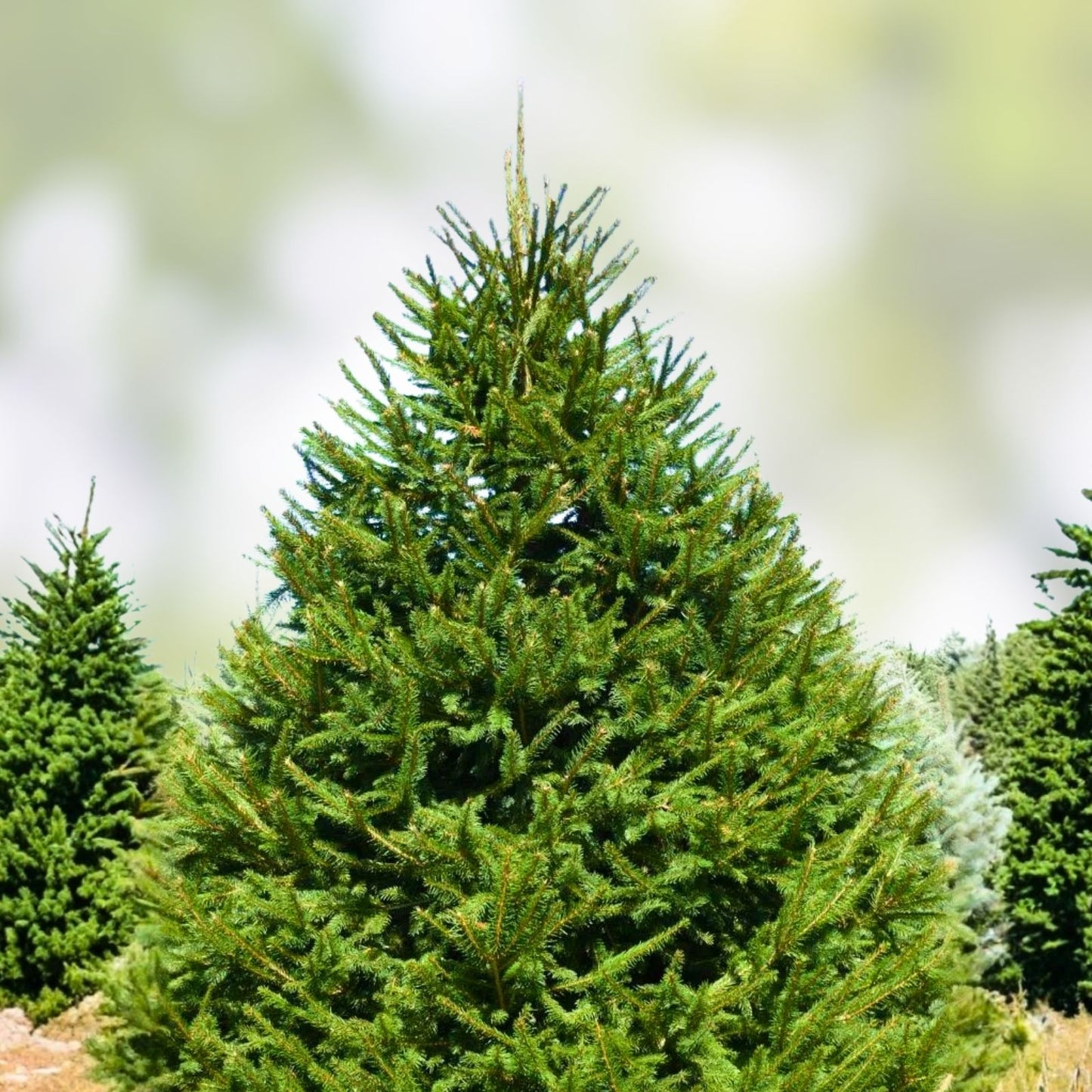 Norway Spruce Tree Live Plant Bare Root 8-16 Inches Picea abies for Landscaping Garden Christmas Decor
