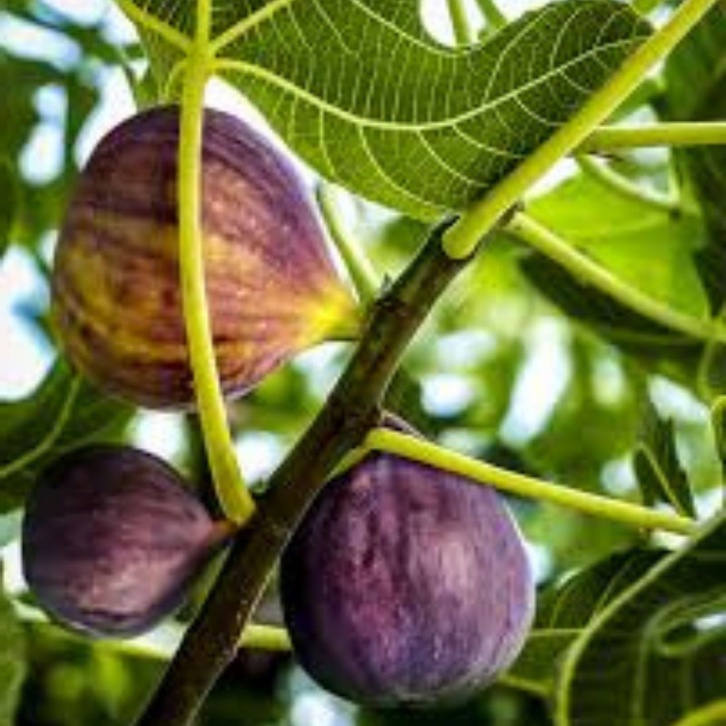 Live Fig Tree Cuttings 5pcs – Healthy Sweet Ficus Carica Fruitful Edible Plants – Hardy Ficus Tree Propagation