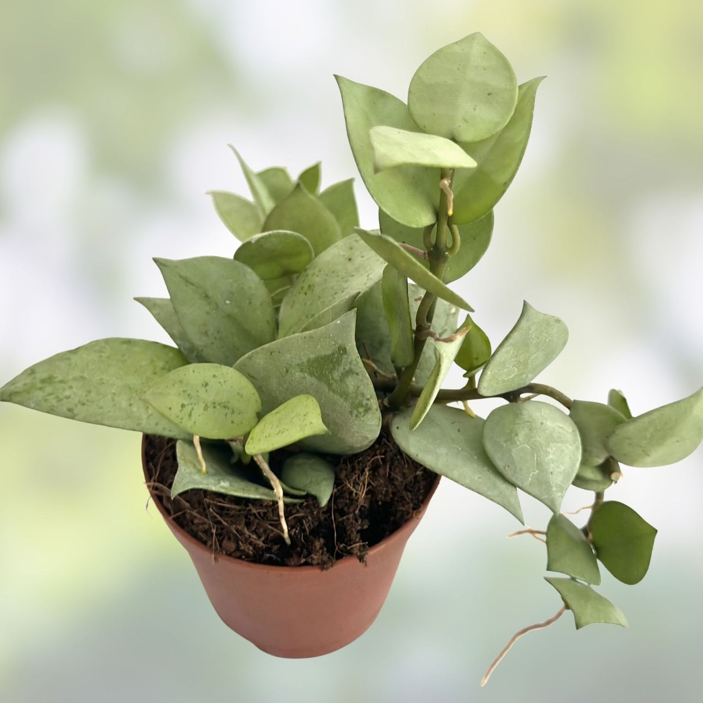Hoya Krohniana Eskimo Live House Plant in 6 Inch Pot, Variegated Foliage, Easy Care Indoor Plant, Hoya Krohniana