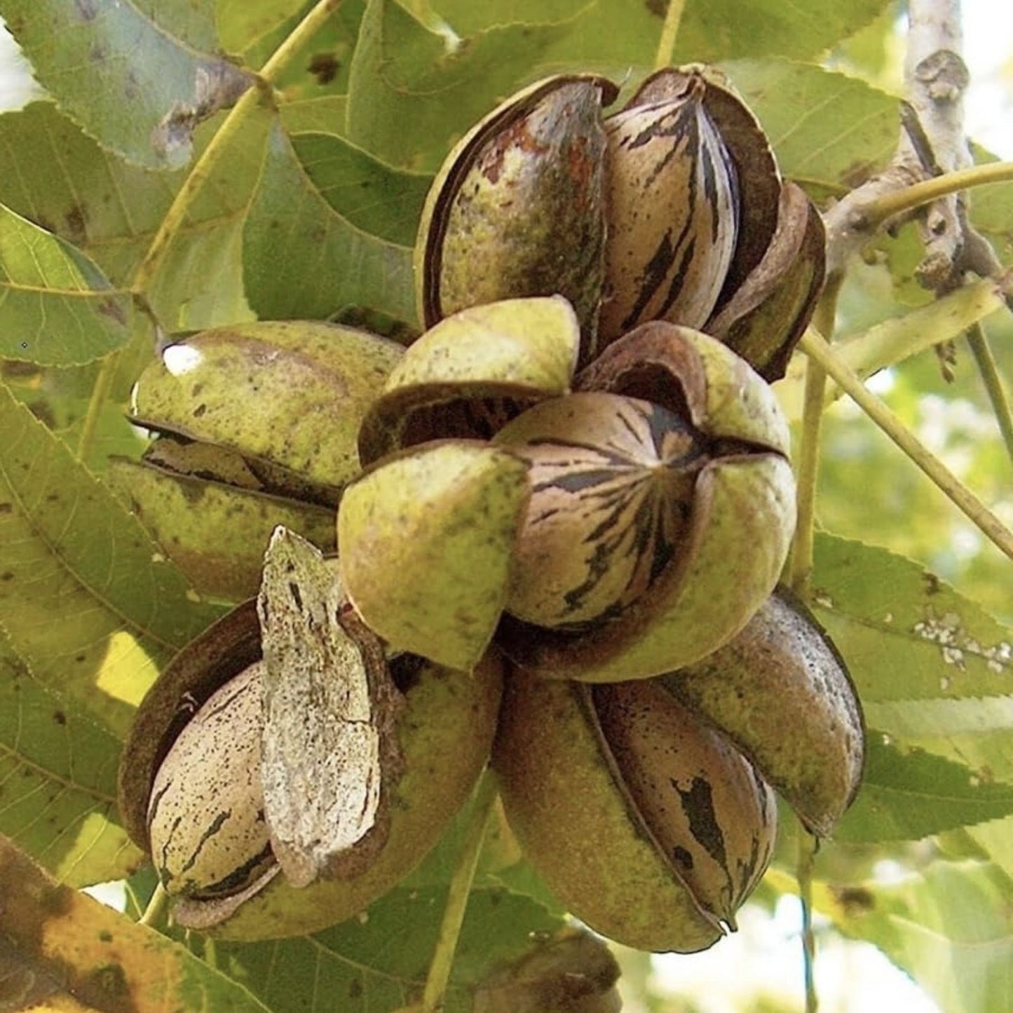 Northern Pecan Tree Live Plant 1 ft – Hardy Nut Tree for Garden Orchard – Carya illinoinensis