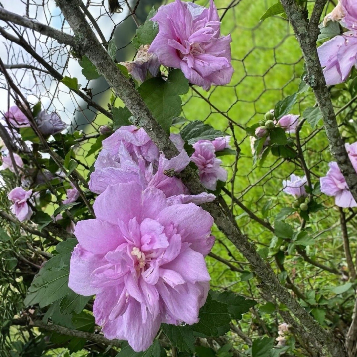 Lavender Double Rose-of-Sharon Cuttings 5 Pack Hibiscus syriacus Bush Shrub Tree Live Plant Starter
