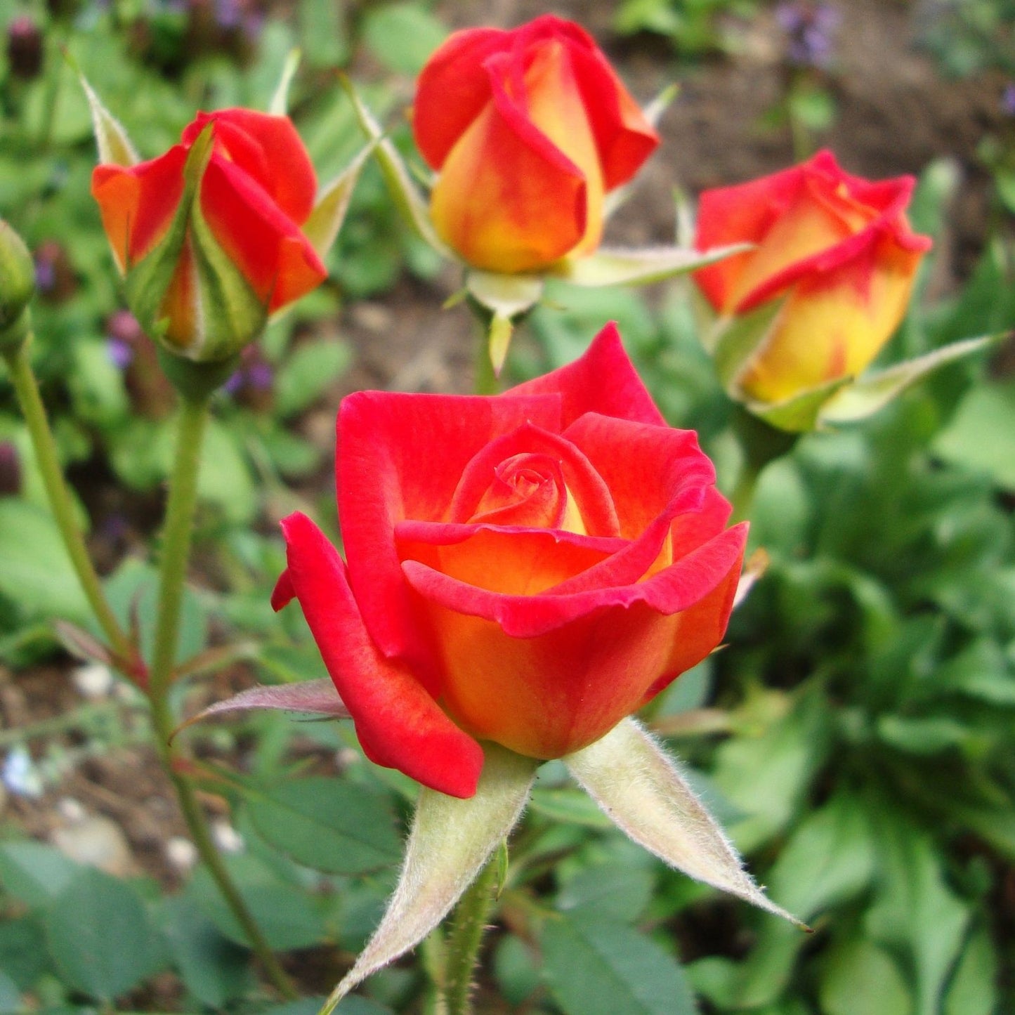 Hot Tamale Miniature Rose Cuttings - 4" Live Unrooted Stems - Rosa Miniature Garden Flower Propagation