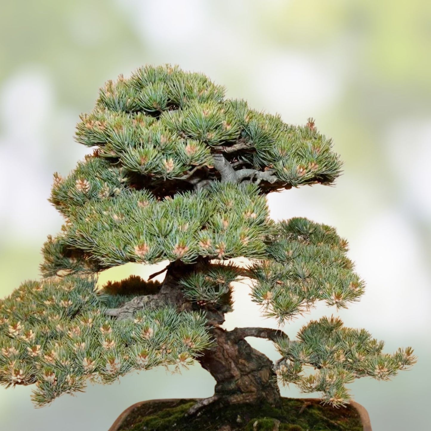 Black Spruce Bonsai Seeds 20 Pack – Picea mariana Coniferous Tree Starter Plants for Gardening