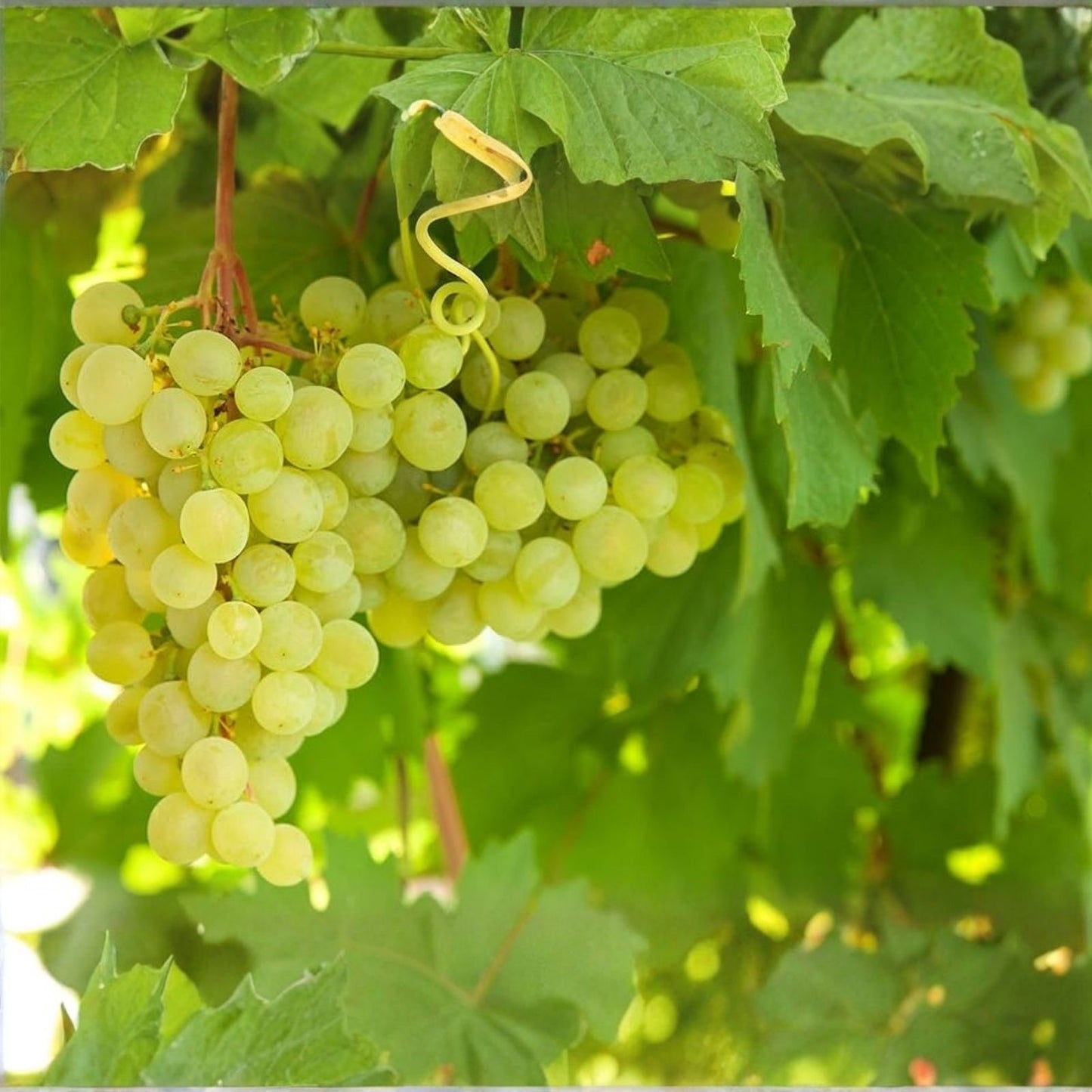 Ladyfingers Grape Vines Cuttings Vitis vinifera White Fruit Plant Starter 3 Live Plants