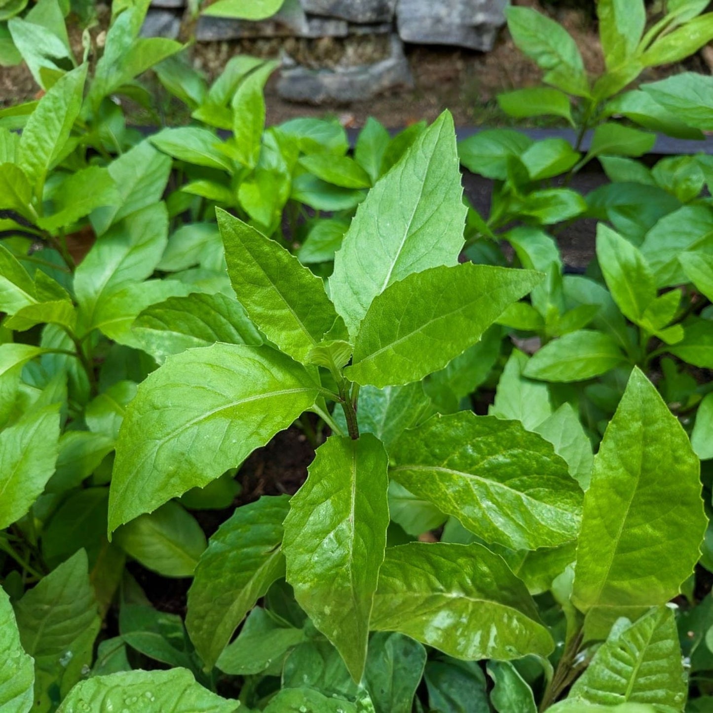Longevity Spinach Cuttings Gynura Procumbens Live Plant Edible Leaf Herb Indoor Gardening Starter Plant