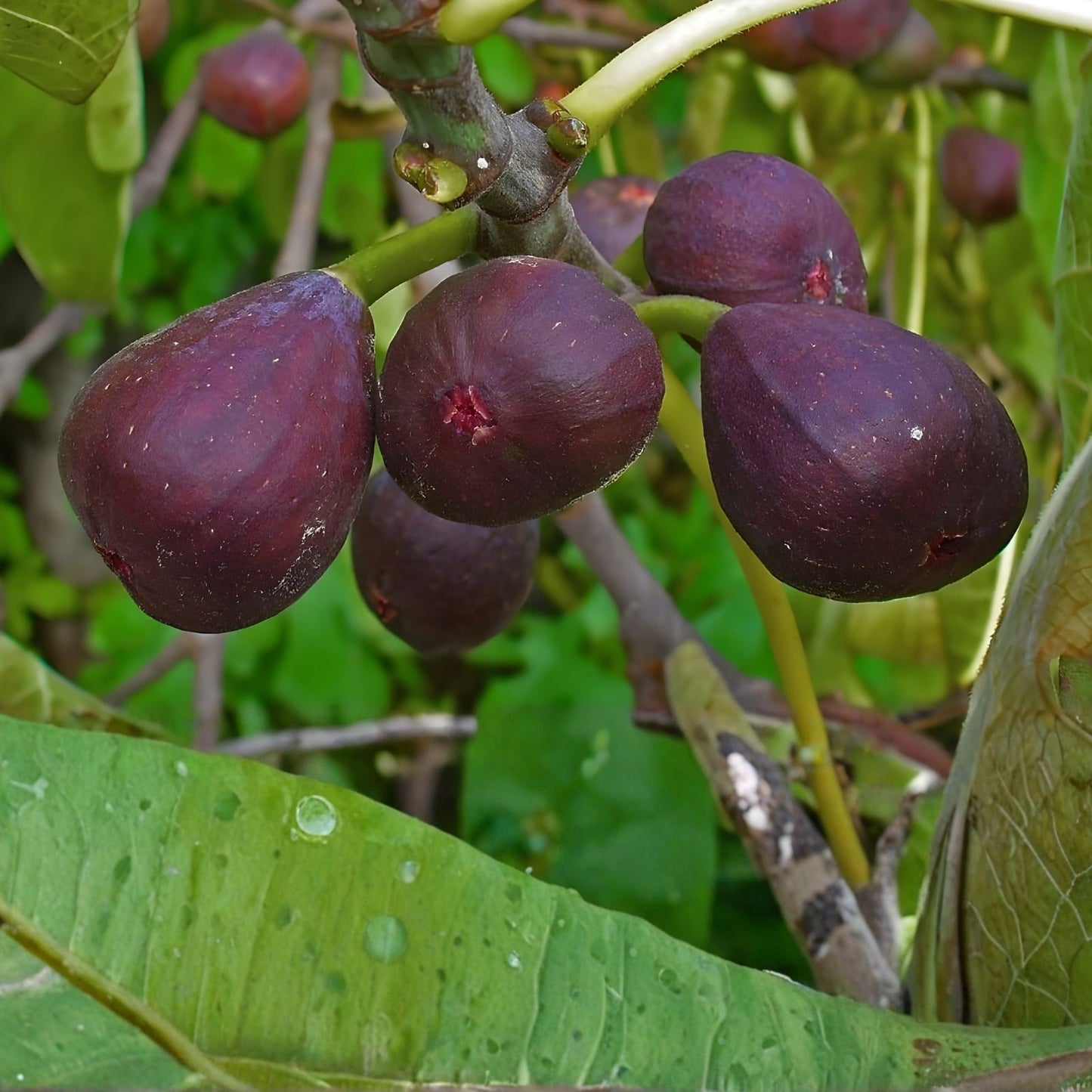 Organic Chicago Fig Tree Cuttings Ficus carica Fruit Bearing Live Plant Garden Starter