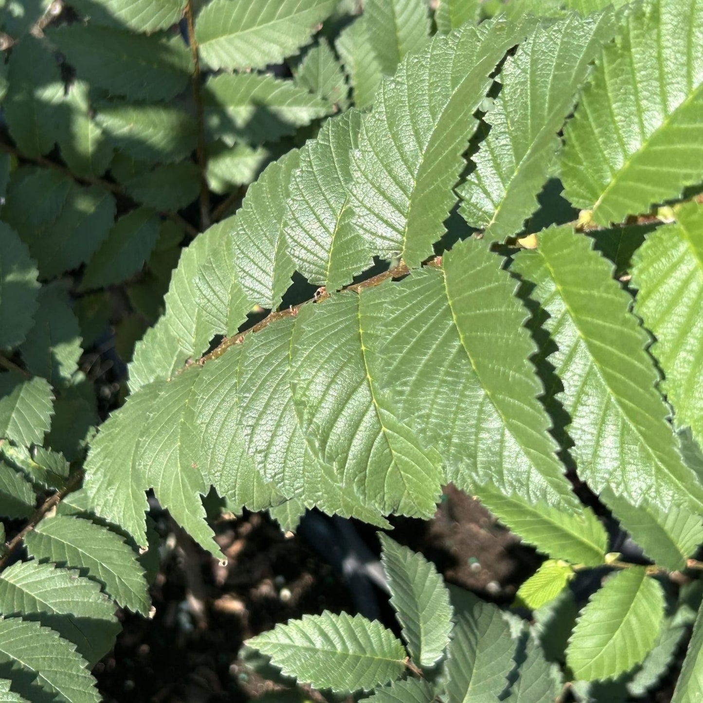Organic Elm Tree Cuttings 6" Non-Rooted 4 Pack Ulmus spp. Live Plant, U.S.A. Bare Root Starter Plant