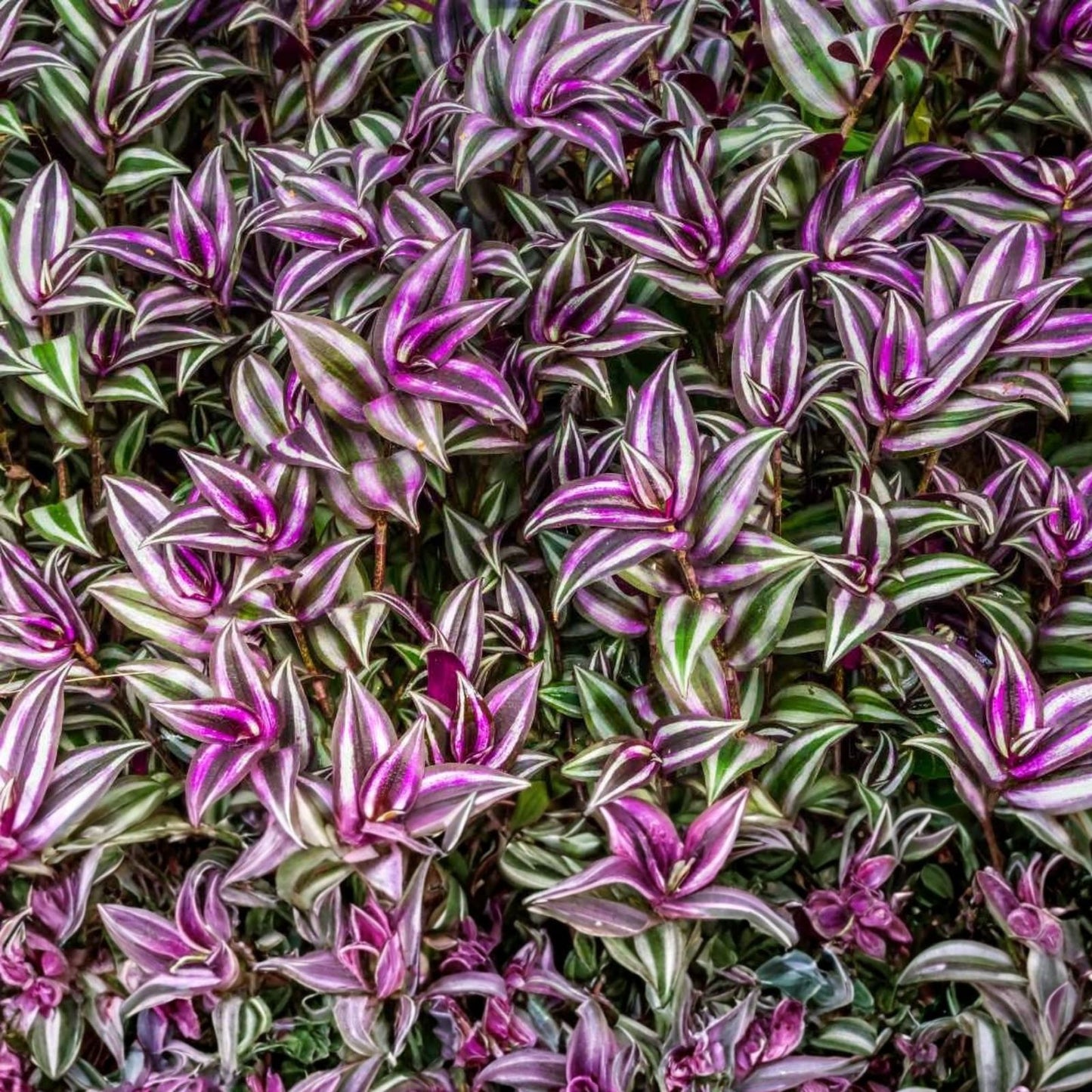 Live Pothos Ferns Wandering Jew Plant Cuttings – Indoor Houseplant Propagation Starter Live Plant