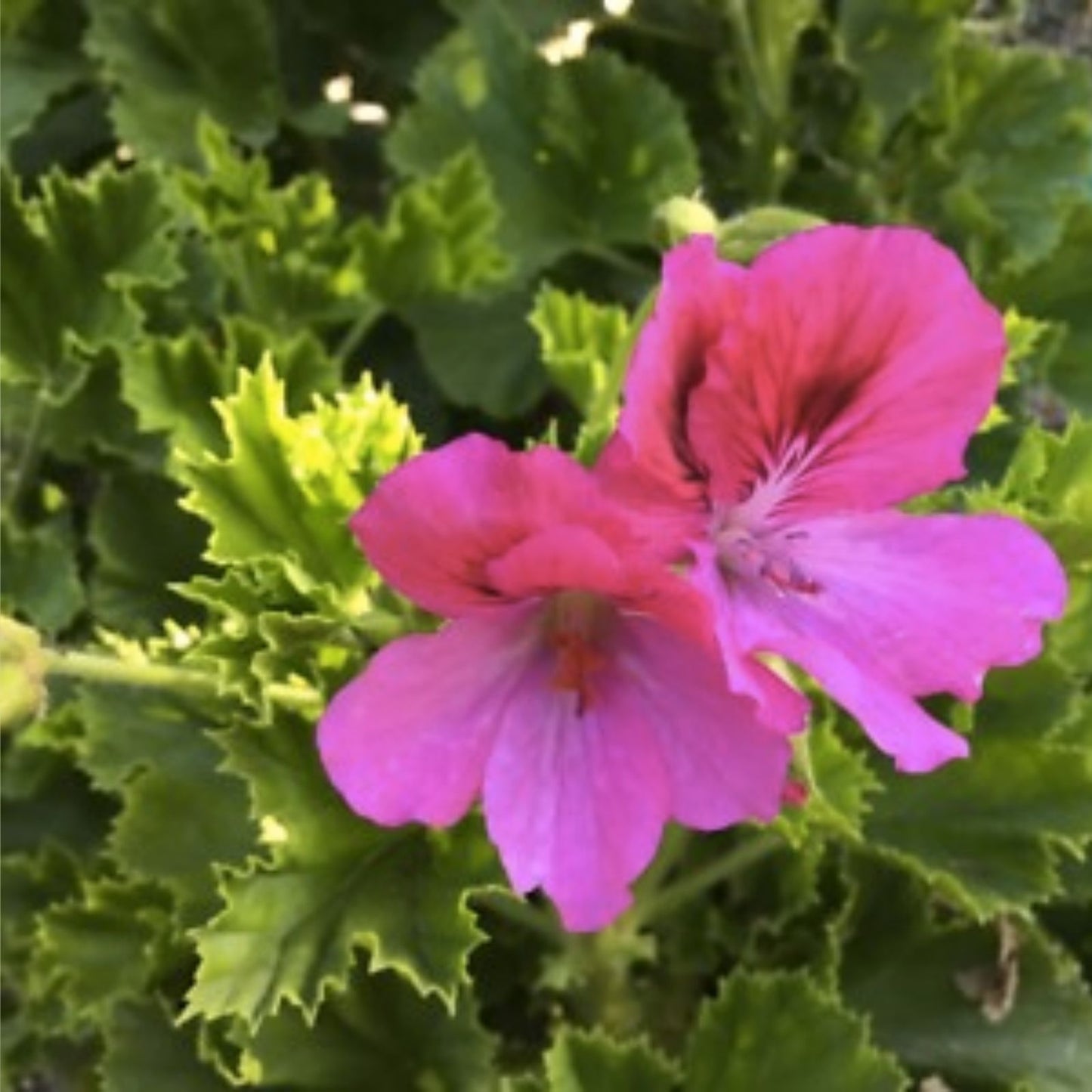 Martha Washington Geranium Cuttings 6 Pack Organic Rose-Pink Pelargonium Live Plant Starter Houseplant