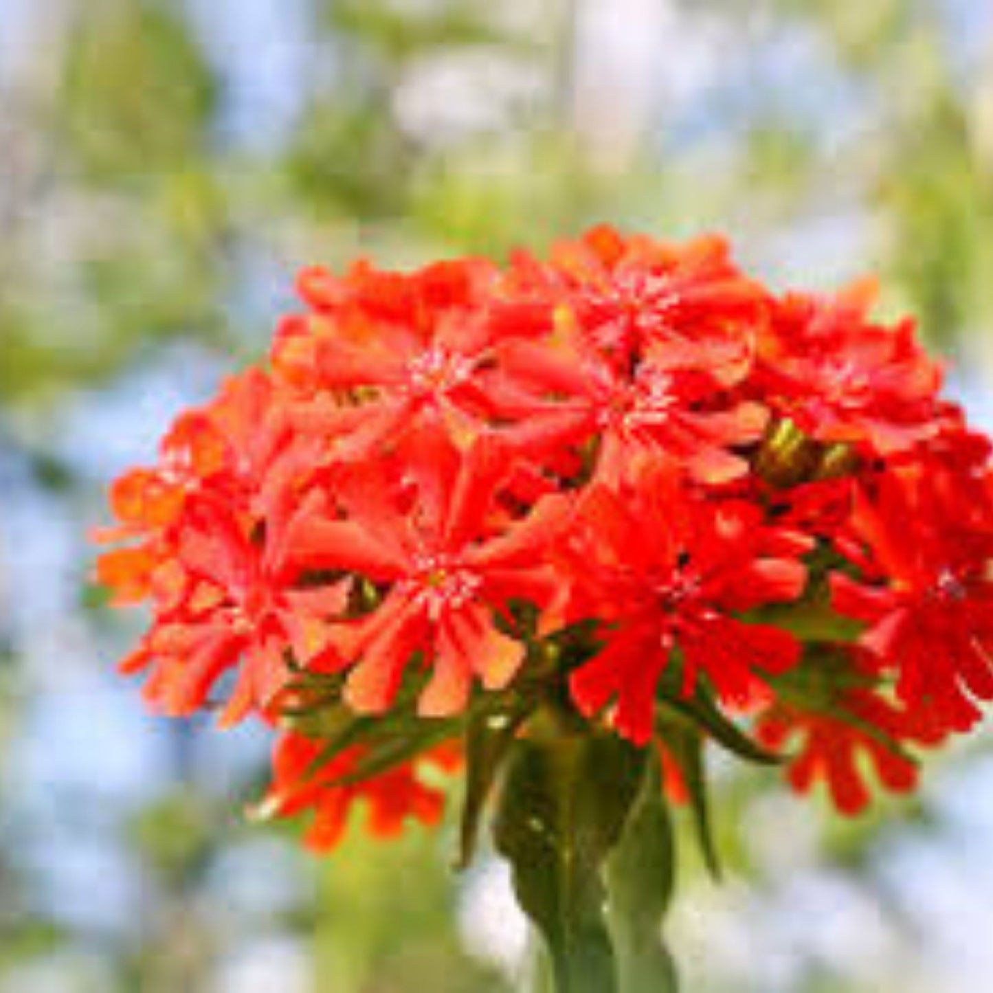 Maltese Cross Seeds 50 Count Red Perennial Flower Seeds for Garden Lychnis chalcedonica Planting