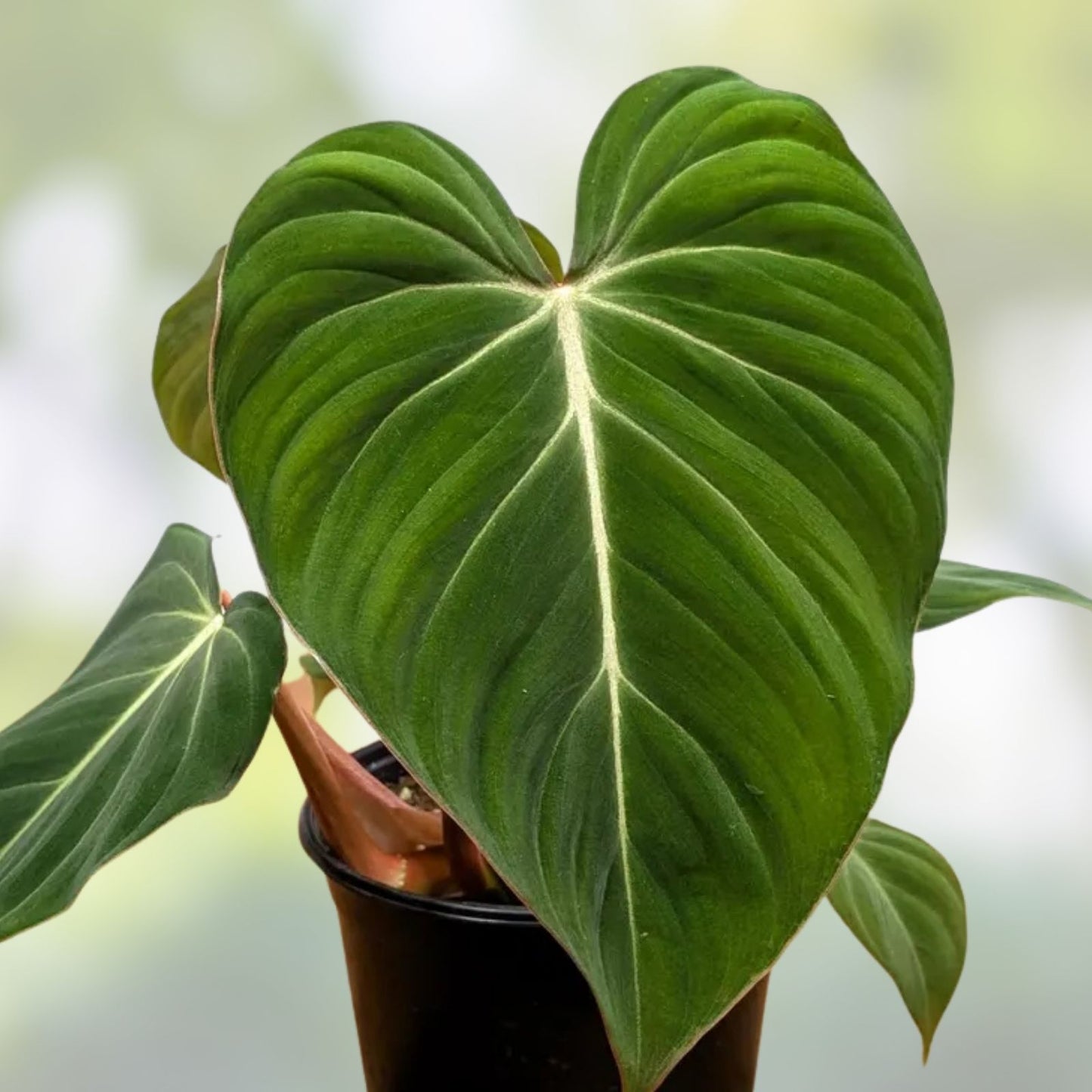 Philodendron Gloriosum Plant 4-inch Velvet Aroid Live Houseplant Rooted Cutting - Rare Indoor Plant