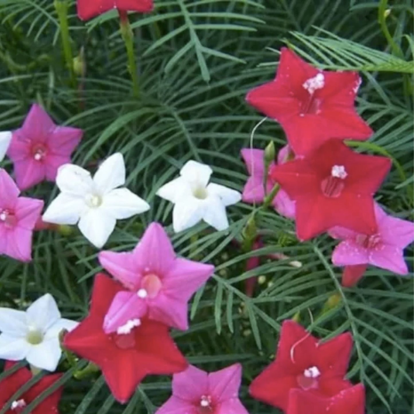 Hummingbird Vine Seeds Cardinal Climber Ipomoea quamoclit Mixed Colors Butterfly Pollinator Garden Plant Starter Seed