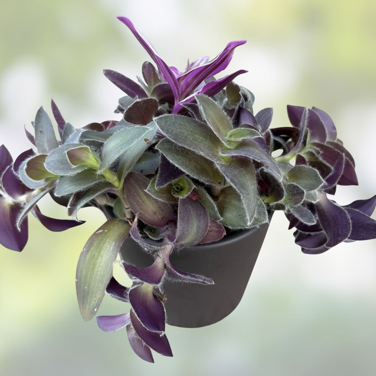 Wandering Jew Cutting Indoor Houseplant Propagation Starter Tradescantia Callisia Live Plant