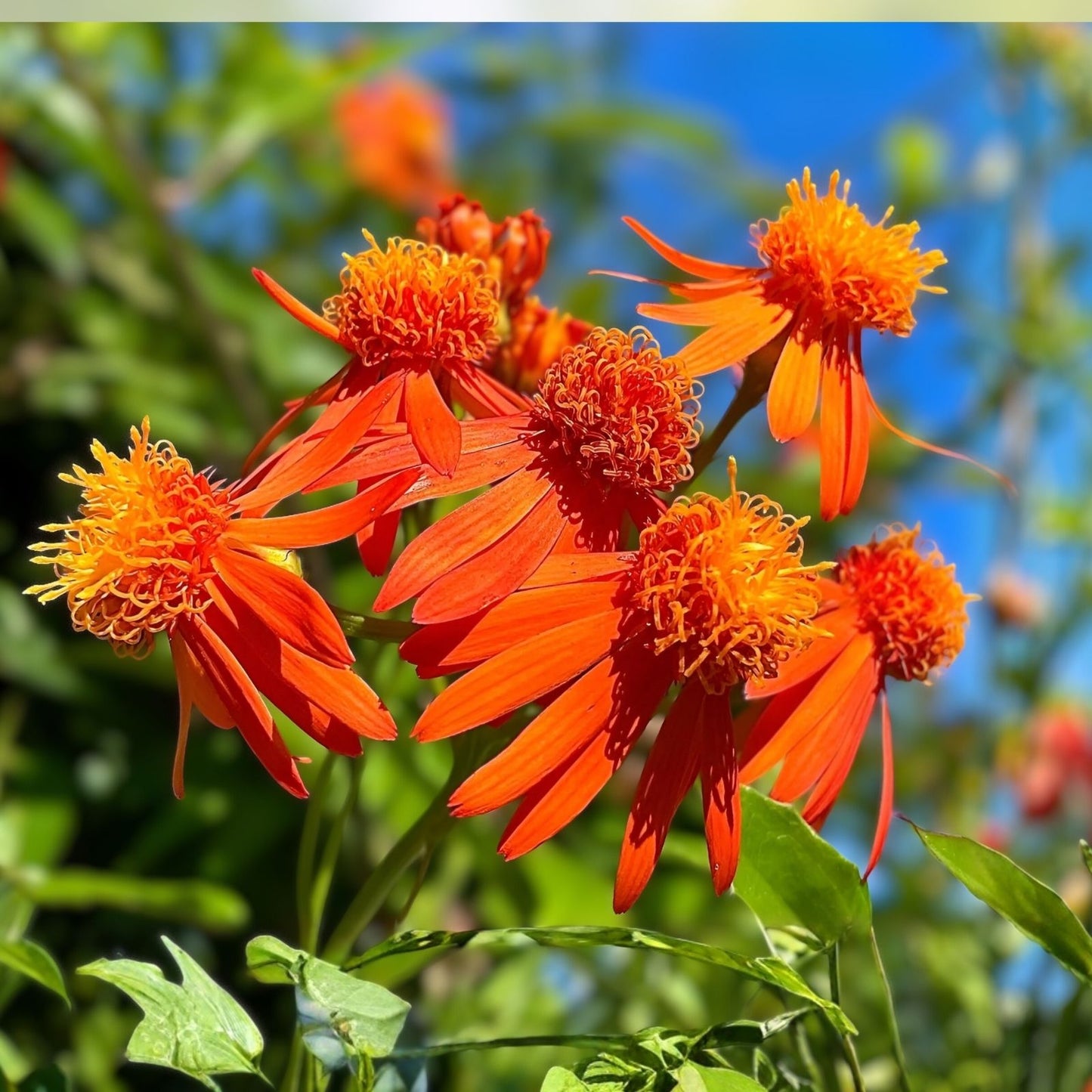 Mexican Flame Vine Cuttings 10 Pack Pseudogynoxys Chenopodioides Climbing Plant Starter Live Plant