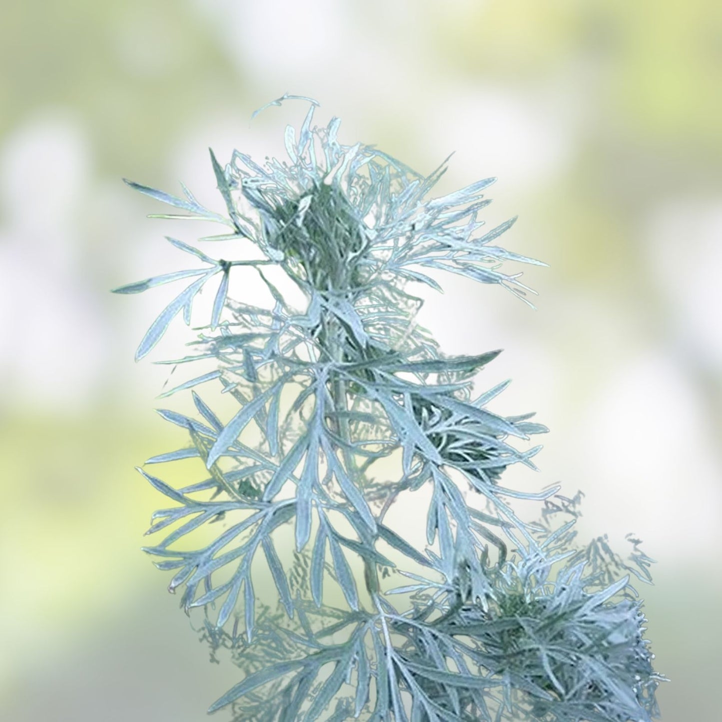 Absinthe Plant Seeds 100 Count, Artemisia Absinthium, Wormwood Herb, Perennial, Culinary & Medicinal Use, Live Plant, Cutting, Starter