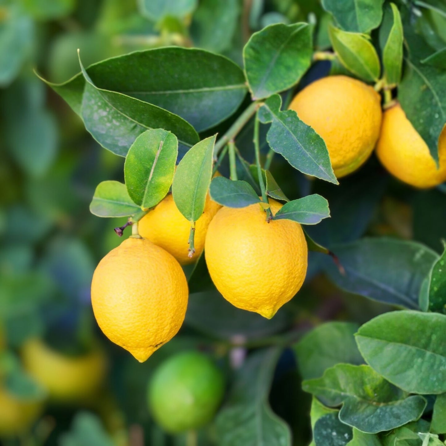 Meyer Lemon Cutting & Fukushu Changshou Kumquat Unrooted Plant Cuttings Citrus × meyeri Fortunella margarita