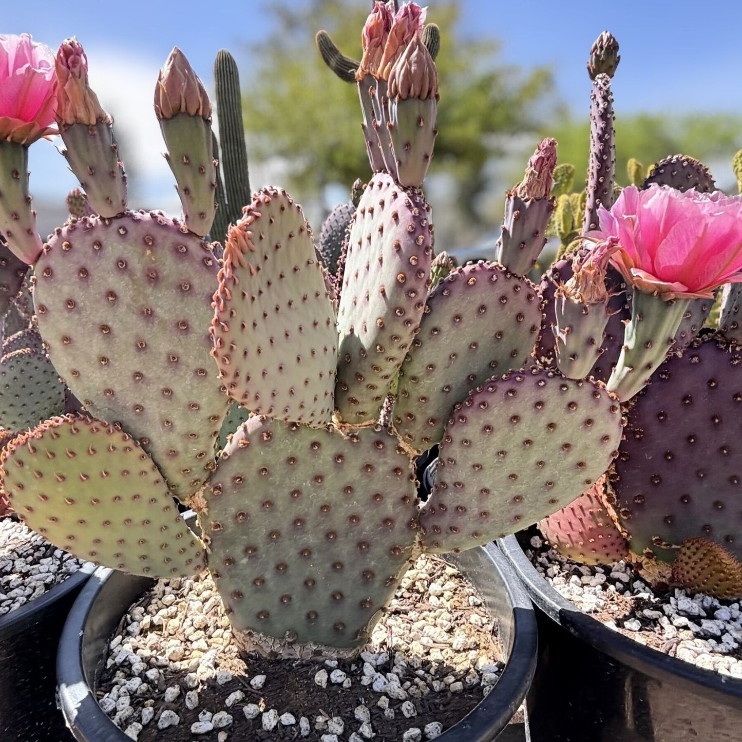 Opuntia basilaris Beaver Tail Cactus 1 Pad Pink Flowers Succulent Desert Plant Live Starter Plant Buy 2 Get 1 Free