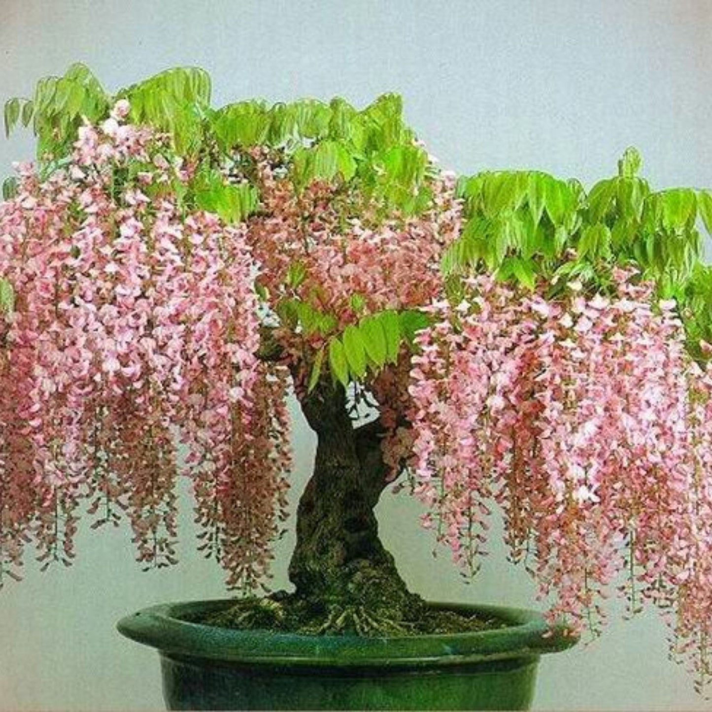 Pink Wisteria Bonsai Seeds 5 Pack, Flowering Wisteria floribunda, Live Plant Seeds, Pink Flowering Tree, Bonsai Starter Seeds