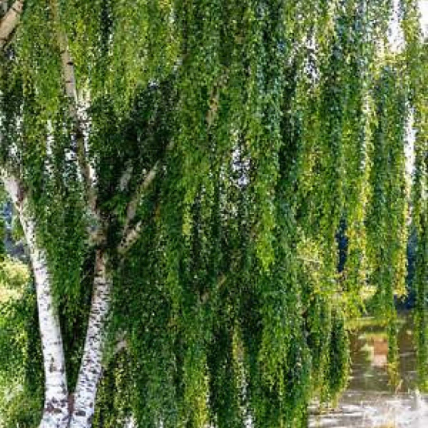 Weeping Silver Birch Tree Seeds | Betula pendula | Live Plant Starter | Ornamental Bare Root Tree | Non-GMO 250+ Seeds