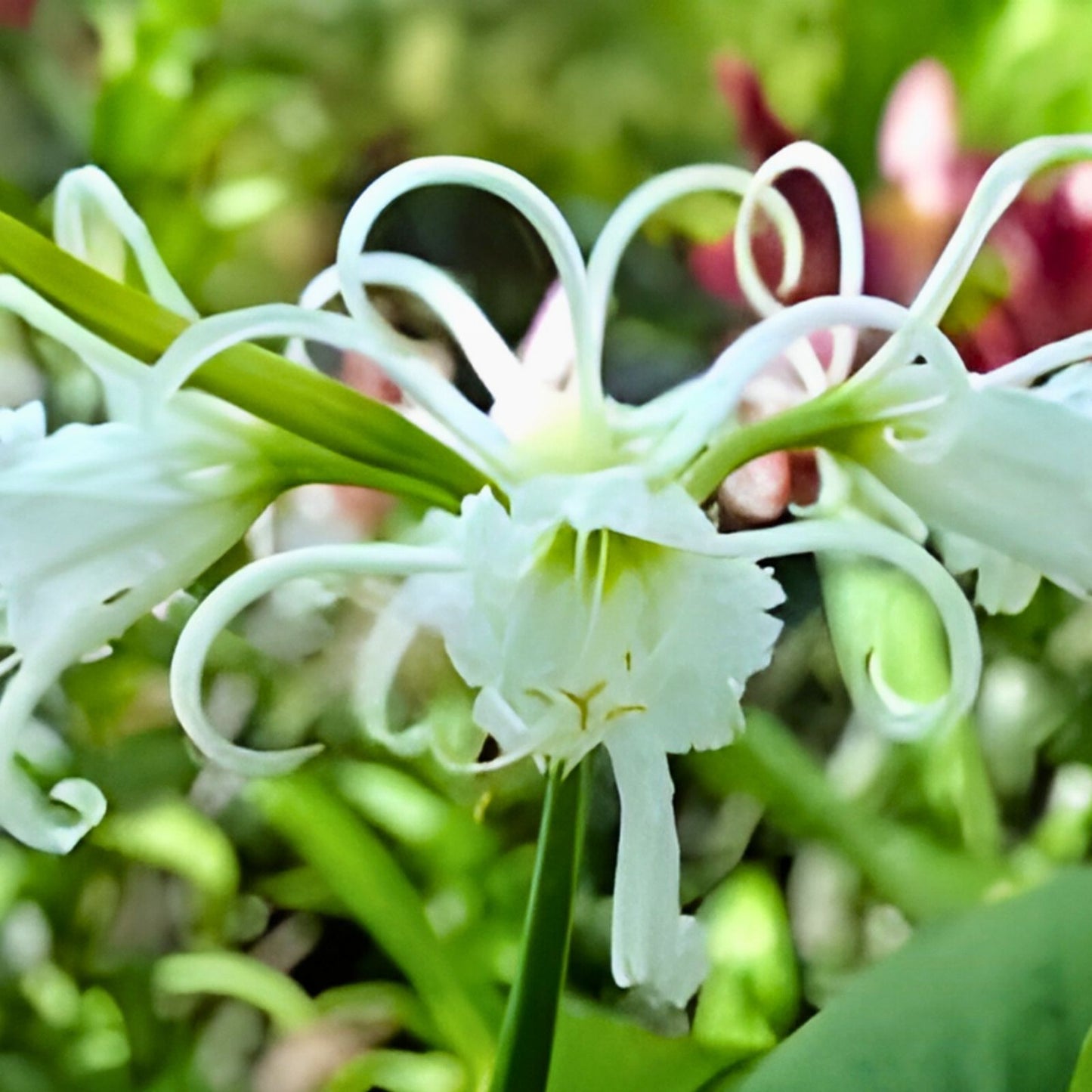Live Rooted Ghost Lily Plant Hymenocallis South Alabama Native 10-12" Tall Houseplant Cutting