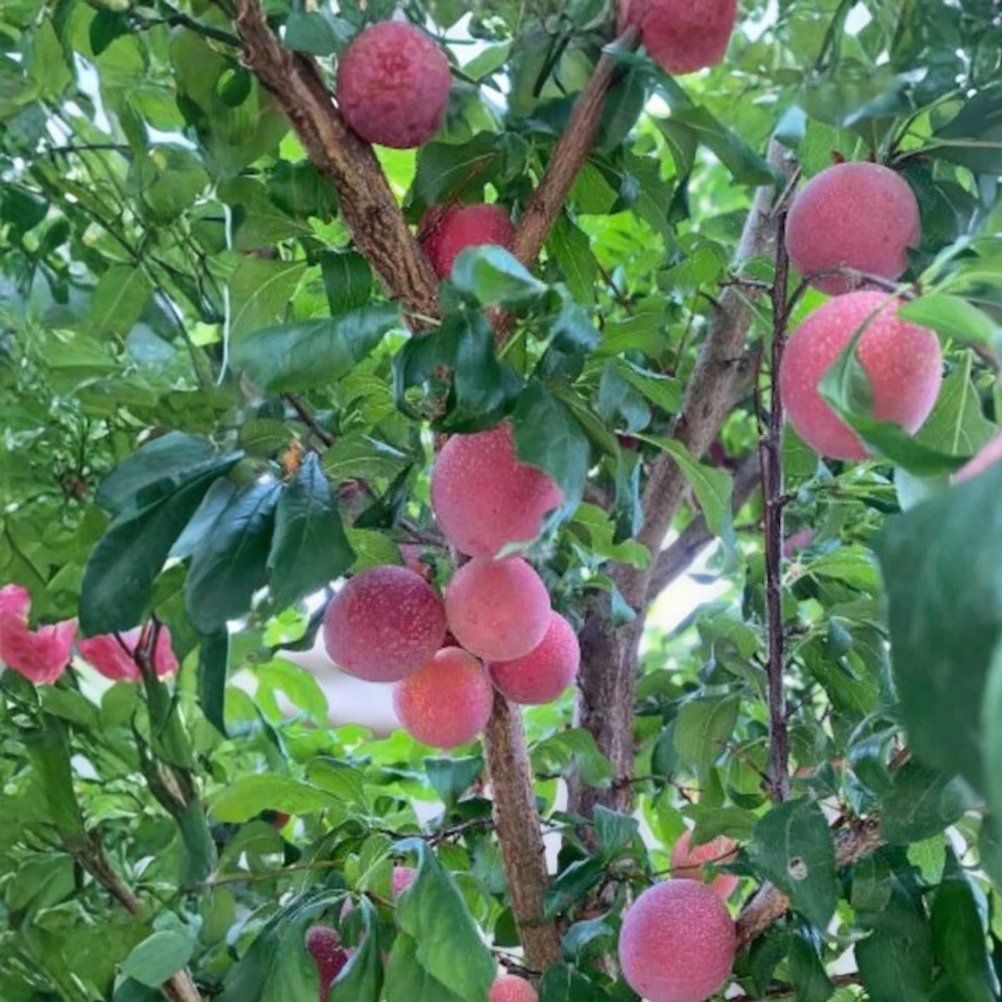 Emerald Grenade Sweet Pluot Triple Pack 15 Scions Edible Fruit Tree Grafting Bare Root Starter Plant