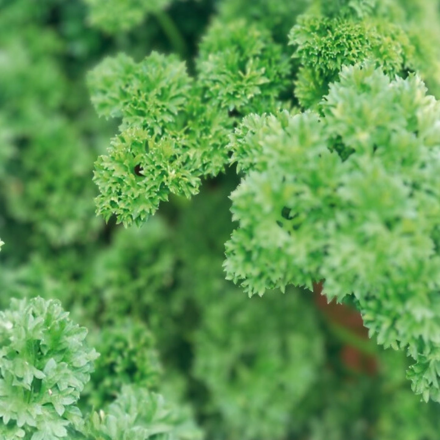 Heirloom Moss Curled Parsley Seeds – Organic Non-GMO Herb Seeds for Cooking & Gardening, Petroselinum crispum, 25+ Seeds