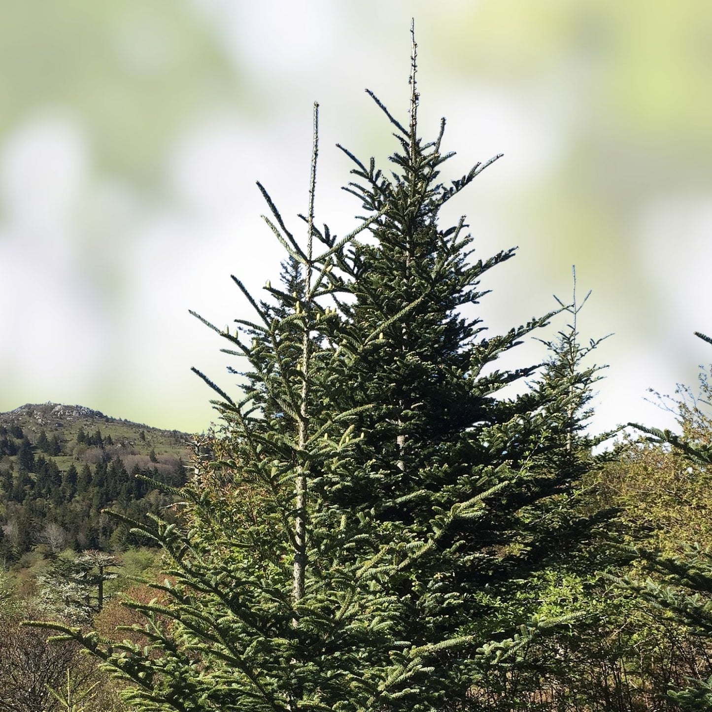 Fraiser Fir Tree Seedlings 6-12 Inches Abies fraseri Evergreen Conifer Live Plant Christmas Tree Starter