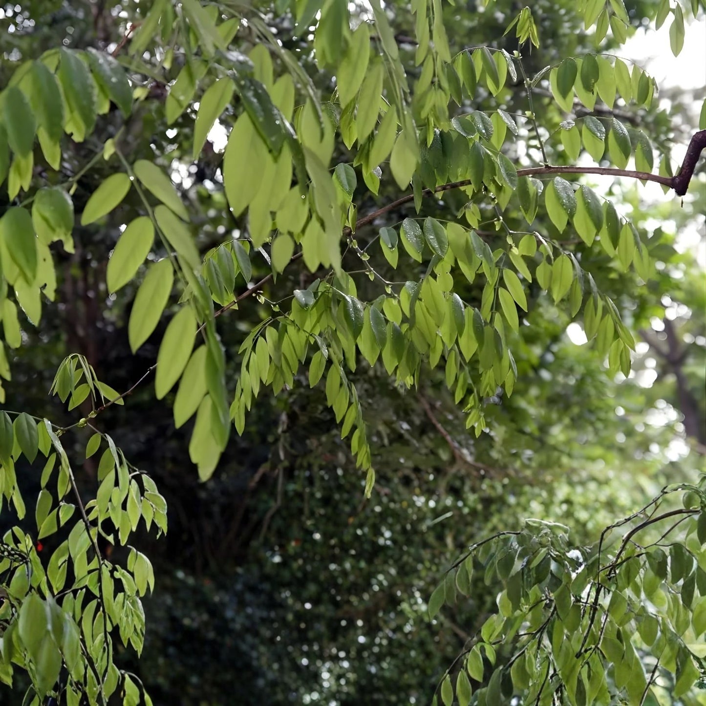 Cocobolo Tree Seeds Dalbergia retusa Tropical Hardwood Live Plant Cutting Bare Root Starter Tree