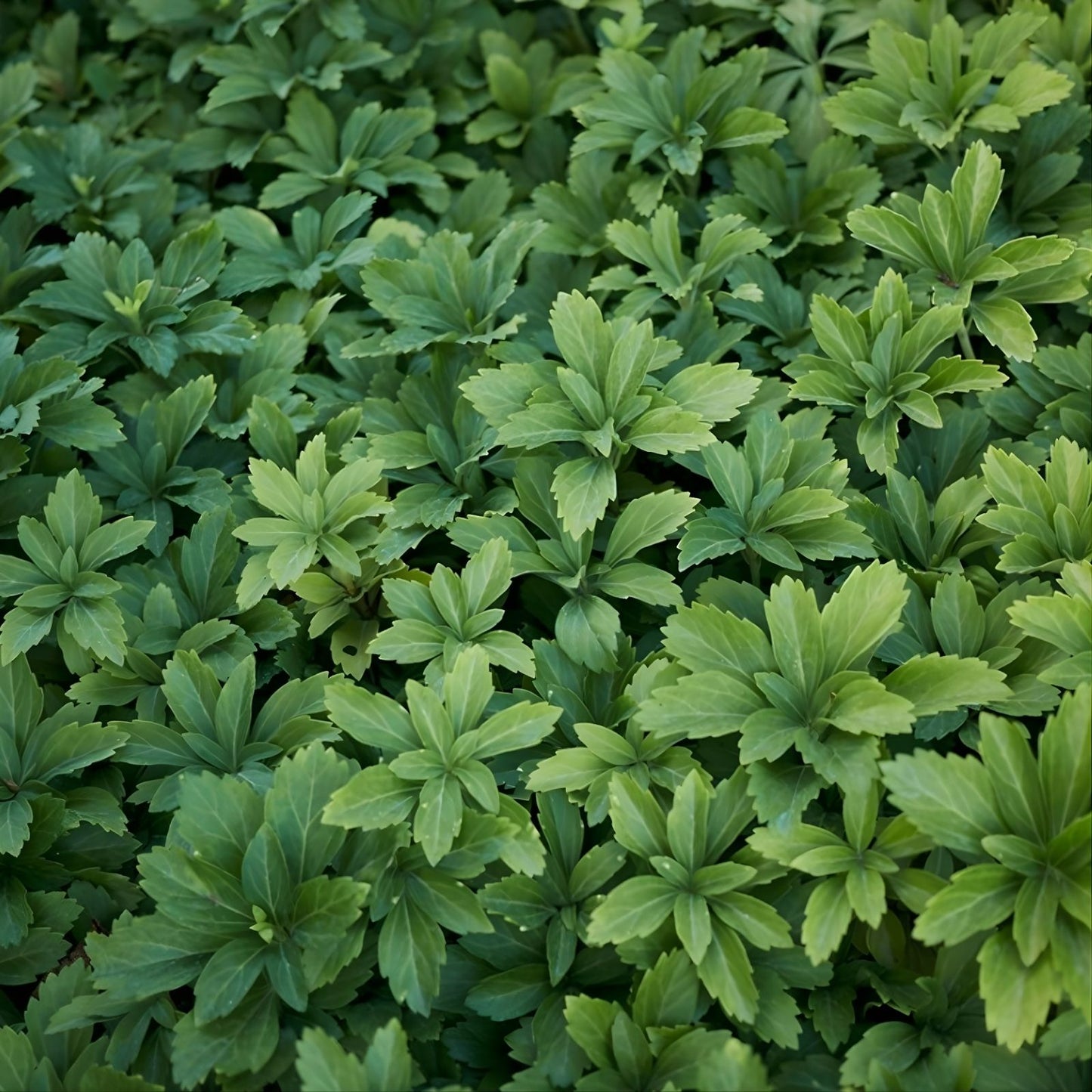 Pachysandra Ground Cover Plants 10 Rooted Cuttings Native Winter Hardy Evergreen Shade Tolerant Pachysandra procumbens