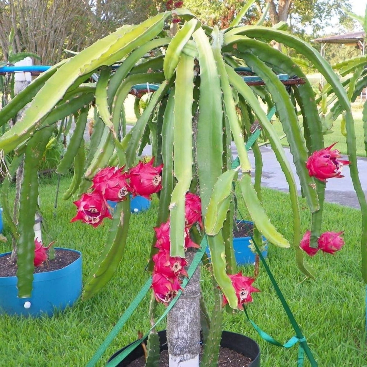 Dragon Fruit Succulent Cactus Plant | Epiphyllum Pitahaya Live Indoor Outdoor Garden Starter Cutting