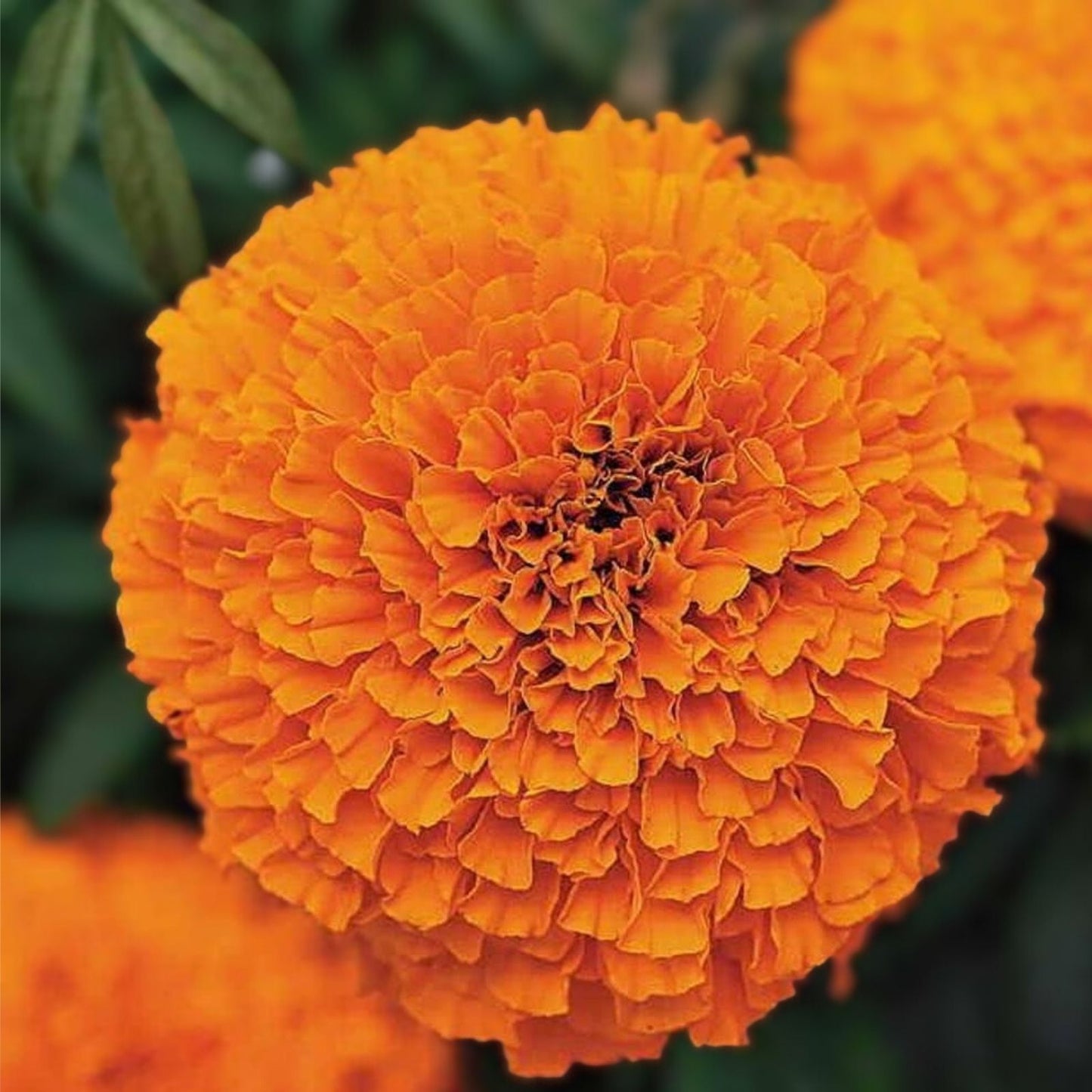 Orange Inca Marigold Seeds 100 Pack Organic Tagetes erecta Live Plant Starter Bare Root Houseplant Free Shipping