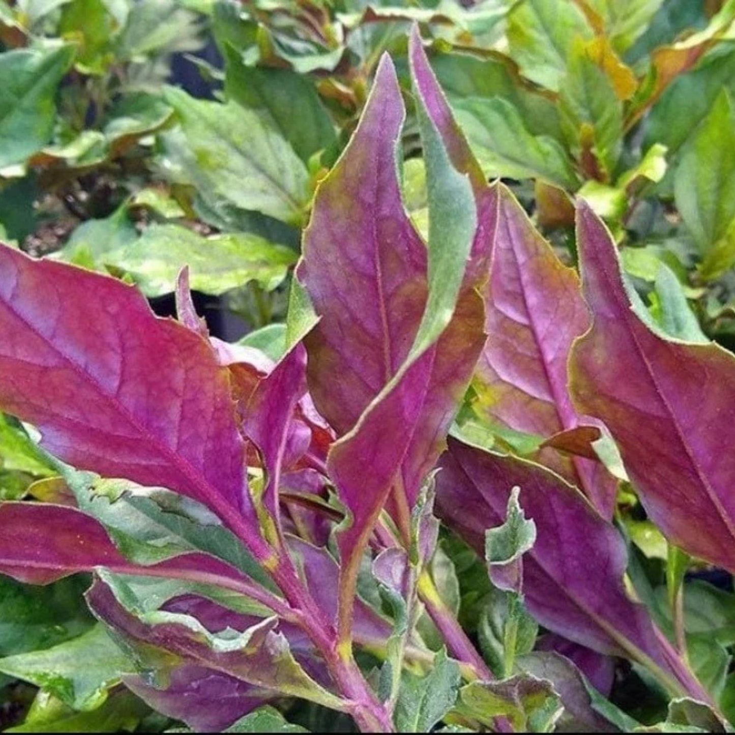 Okinawa Spinach Cuttings Gynura crepioides Live Plant Indoor Garden Starter 5 Inch Green Purple
