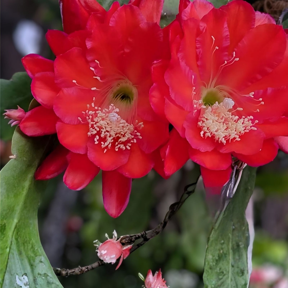 Epiphyllum Edith Belle Orchid Cactus Cutting Tropical Succulent Houseplant Live Plant