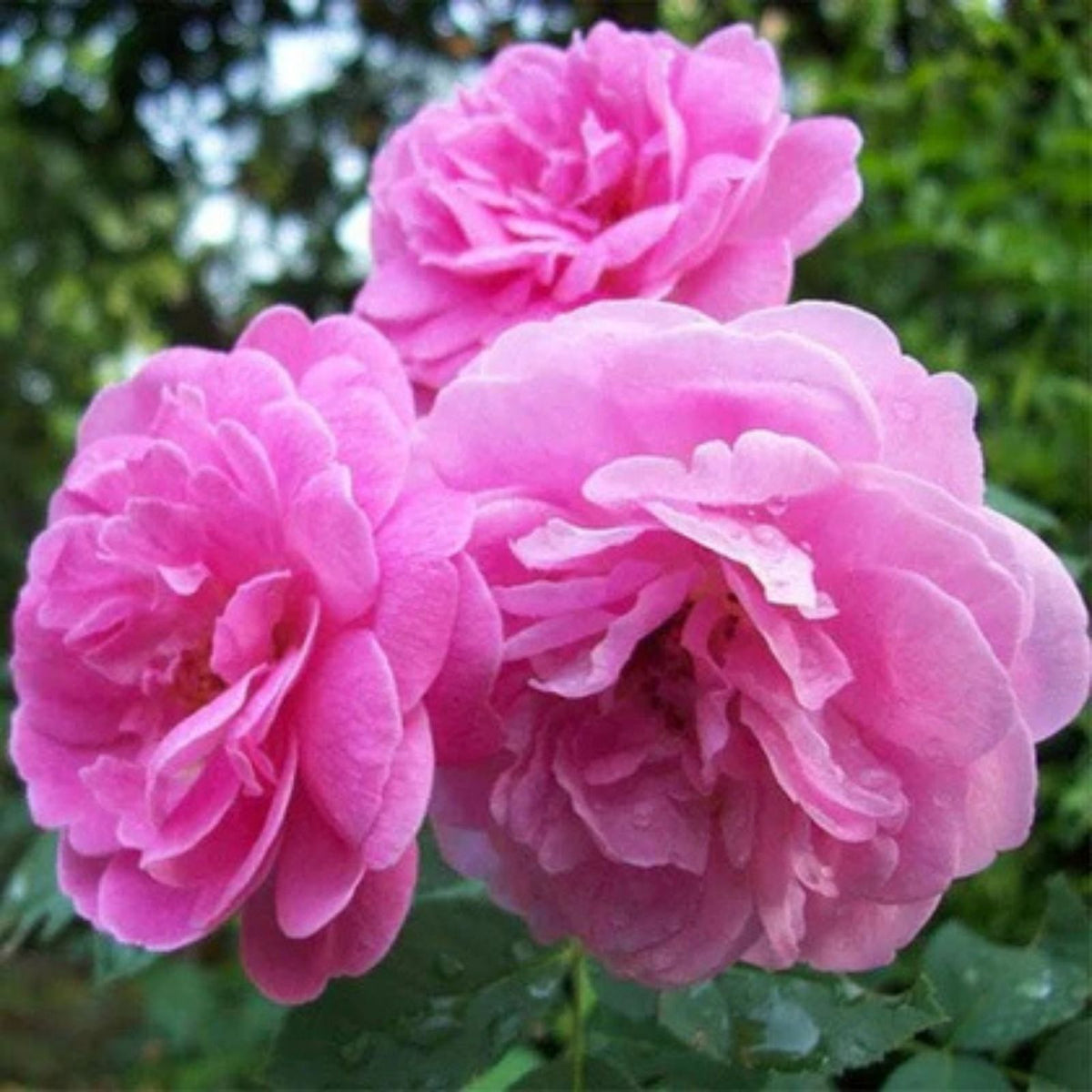 Rosa Damascena Cuttings - 10 Fresh Fragrant Rose Variety for Garden or Home Use - Rosa Damascena