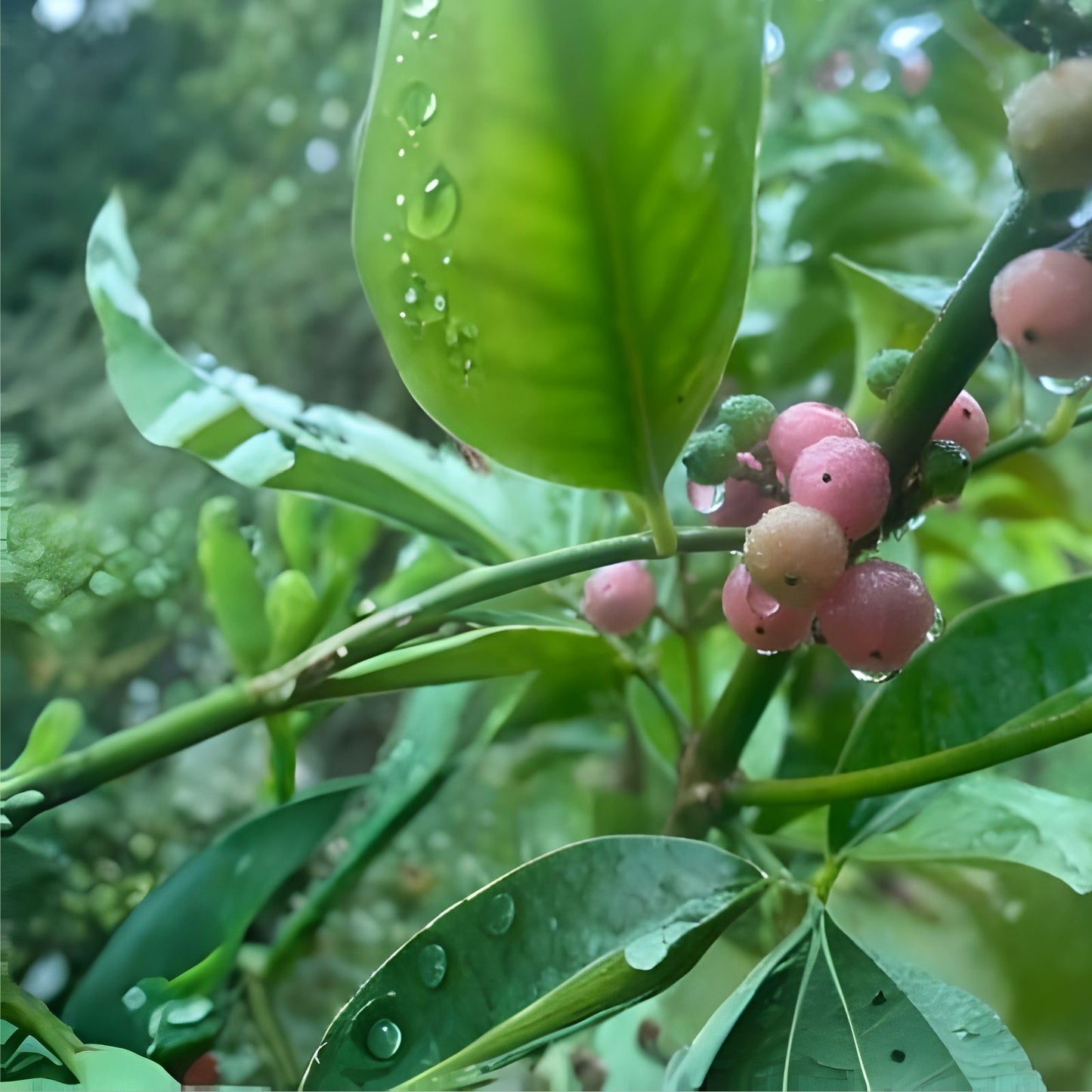 Orange Berry Ginberry Starter Tree 4-6" Glycosmis pentaphylla Tropical Fruit Plant Live Seedling