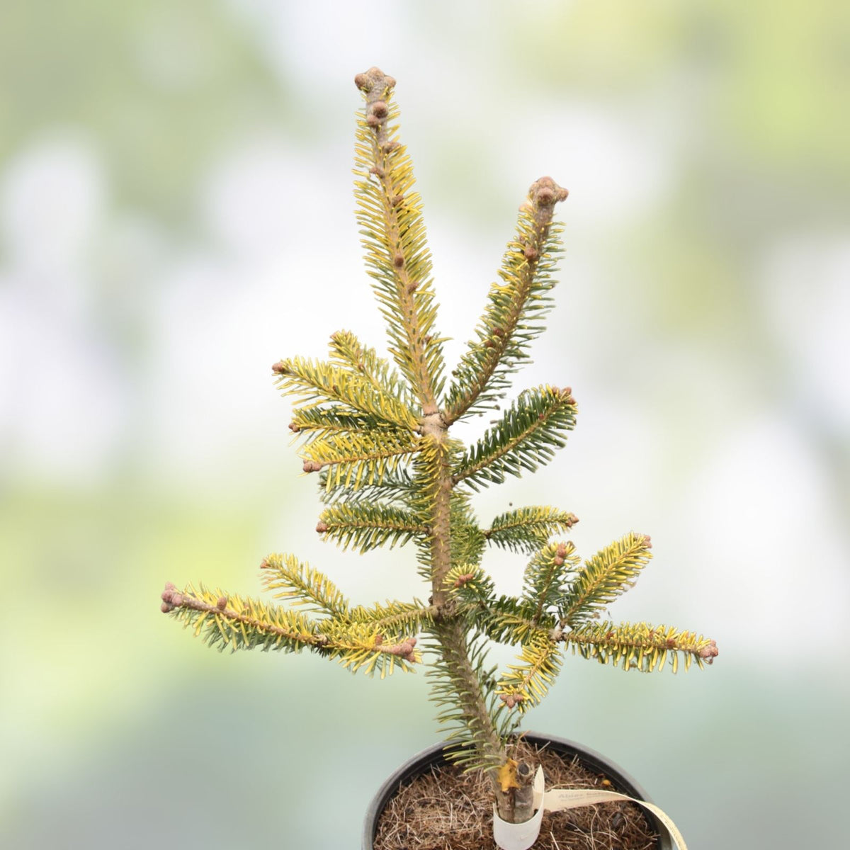 Balsam Fir Tree Seeds 50 Pack Abies balsamea Evergreen Conifer Seeds for Planting and Reforestation