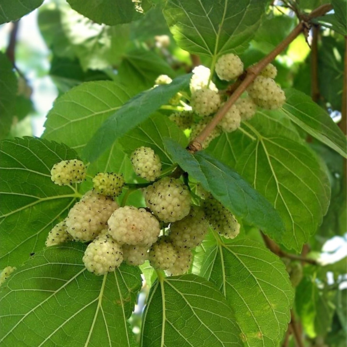 Organic White Mulberry Cuttings Morus alba 6-8" Live Plant Edible Fruit Tree Cold Hardy 15 Pack