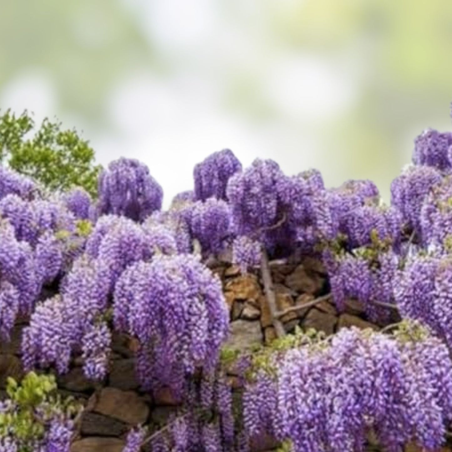 Purple Wisteria Seeds 20 Count Flowering Vine for Garden Planting Wisteria sinensis Bare Root Starter Plant