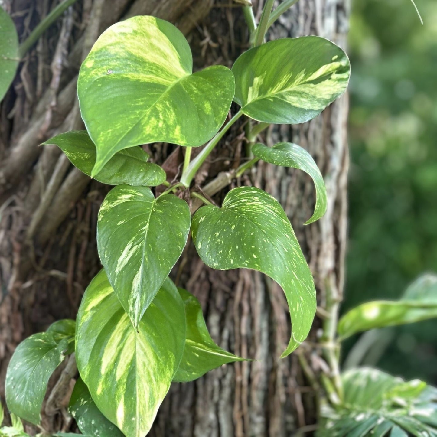 Large Bare Root Climbing Pothos Plant 12-15" Epipremnum aureum, Multiple Leaves, Indoor Houseplant, New Harvest Quality