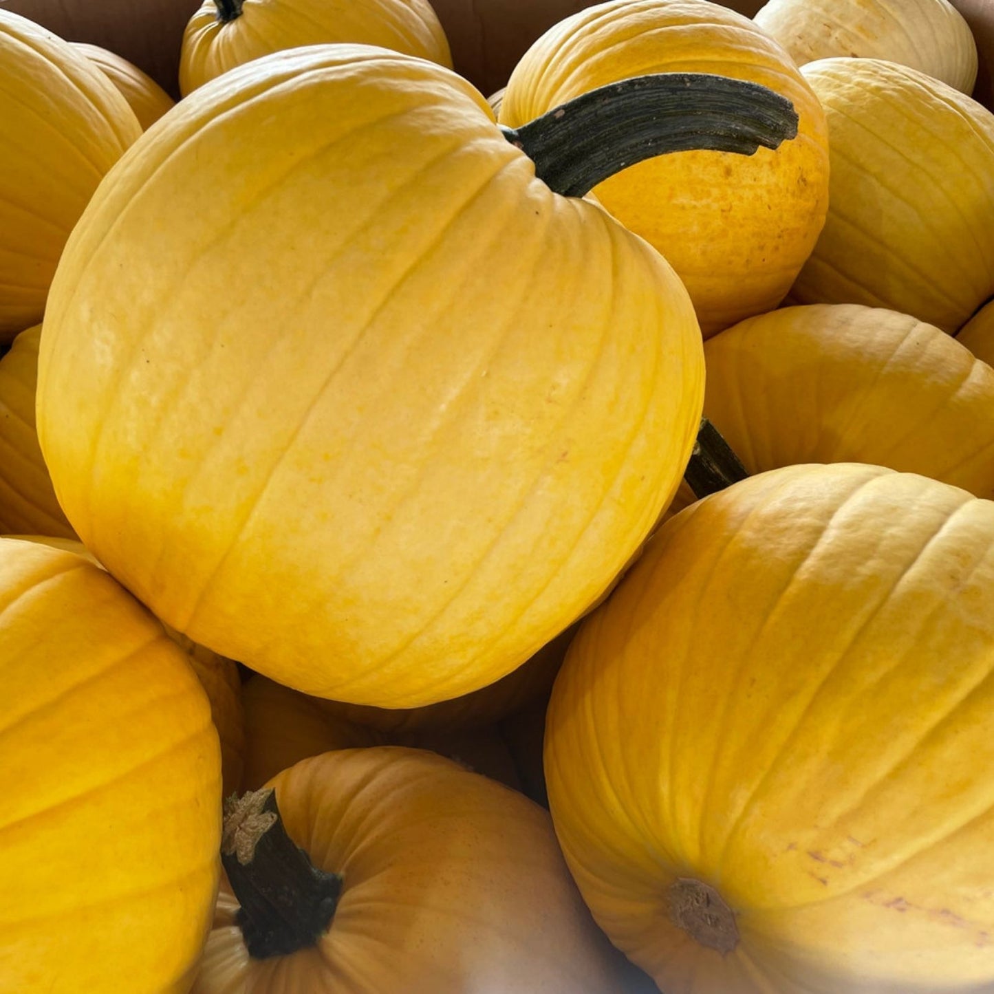 Organic Mellow Yellow Pumpkin Seeds 10 Pack Heirloom Non-GMO Edible Seeds for Home Gardening