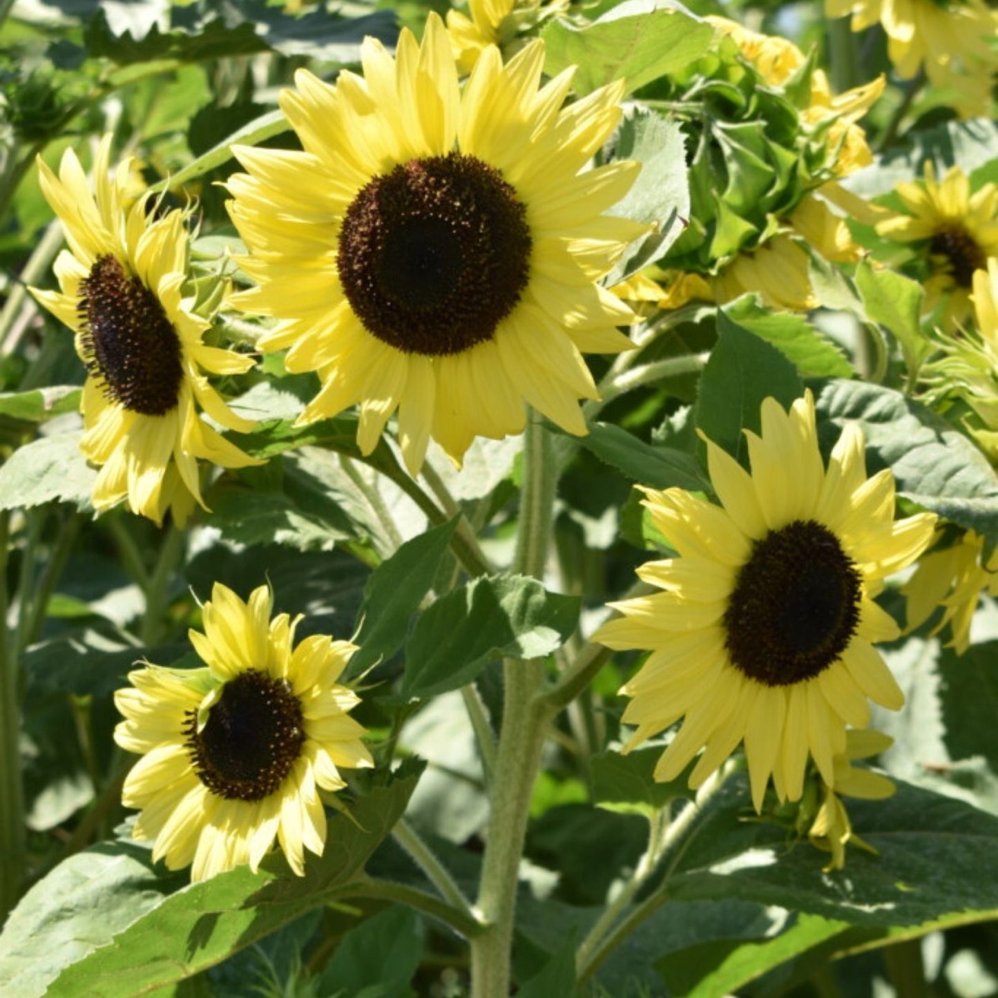 Lemon Queen Sunflower Seeds 500 Count Large Colorful Blooms Helianthus annuus Garden Planting Starter Plant