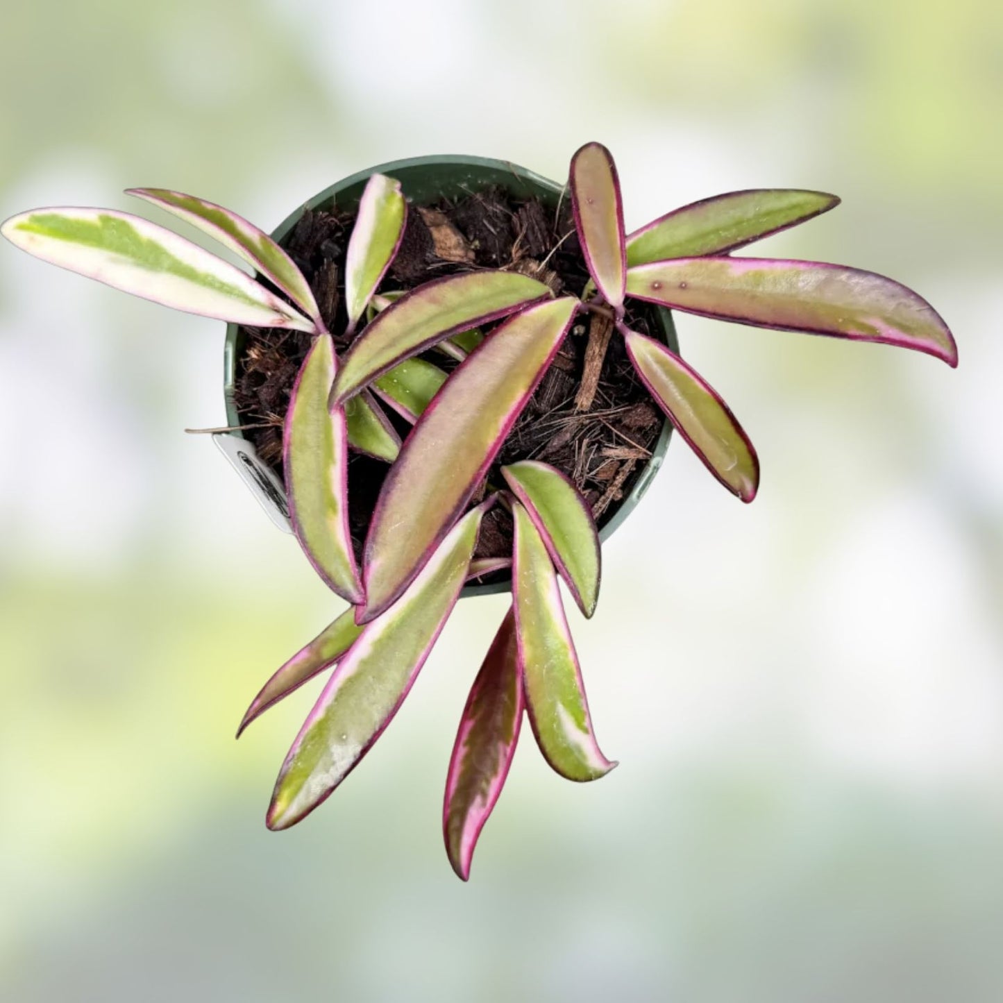 Hoya wayetii Lori Lyn Trailing Houseplant 2.5" Pot, Exotic Green Foliage Indoor Plant, Live Houseplant, Fast Shipping
