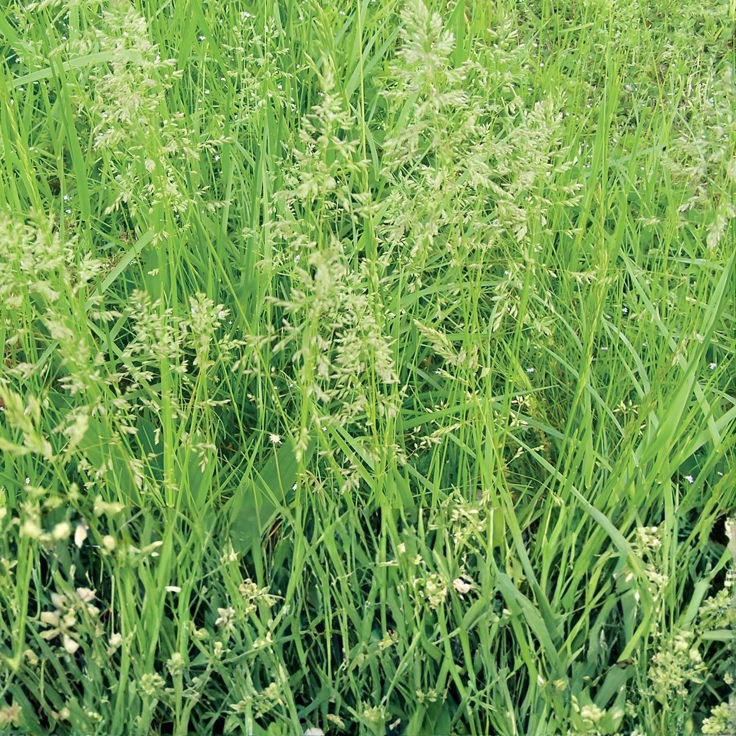 Creeping Red Fescue Seeds 1,000 Count - Festuca rubra Grass for Lawn, Erosion Control, Shade, Ground Cover