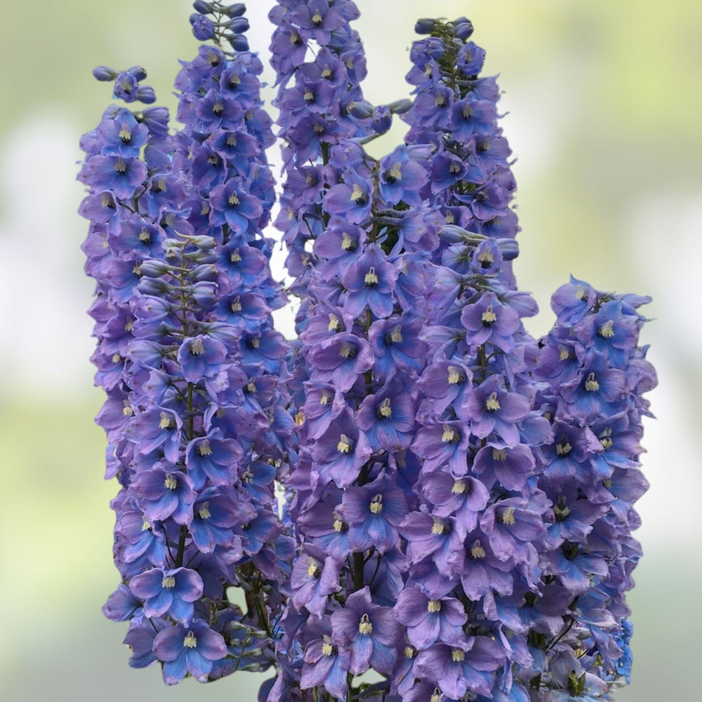 Larkspur Flower Seeds 100+ Blue & Purple Blooms, Delphinium ajacis Garden Seeds, Fast Growing Annual Plant Seeds