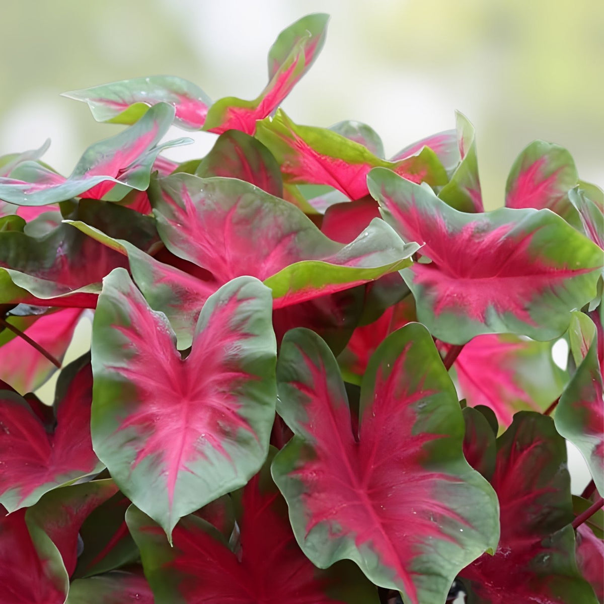 Florida Cardinal Caladium Bulbs 2 Pack – Bright Red and Green Foliage, Caladium bicolor, Garden Planting Bulbs, Perennial Hosta