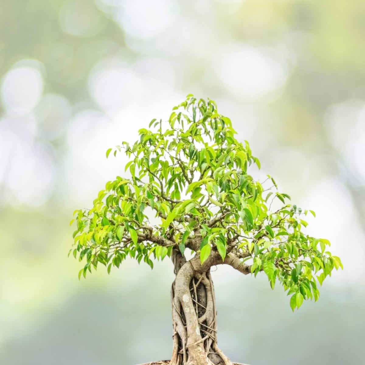 Weeping Fig Bonsai Tree Seeds - 30 Seeds - Ficus benjamina for Planting