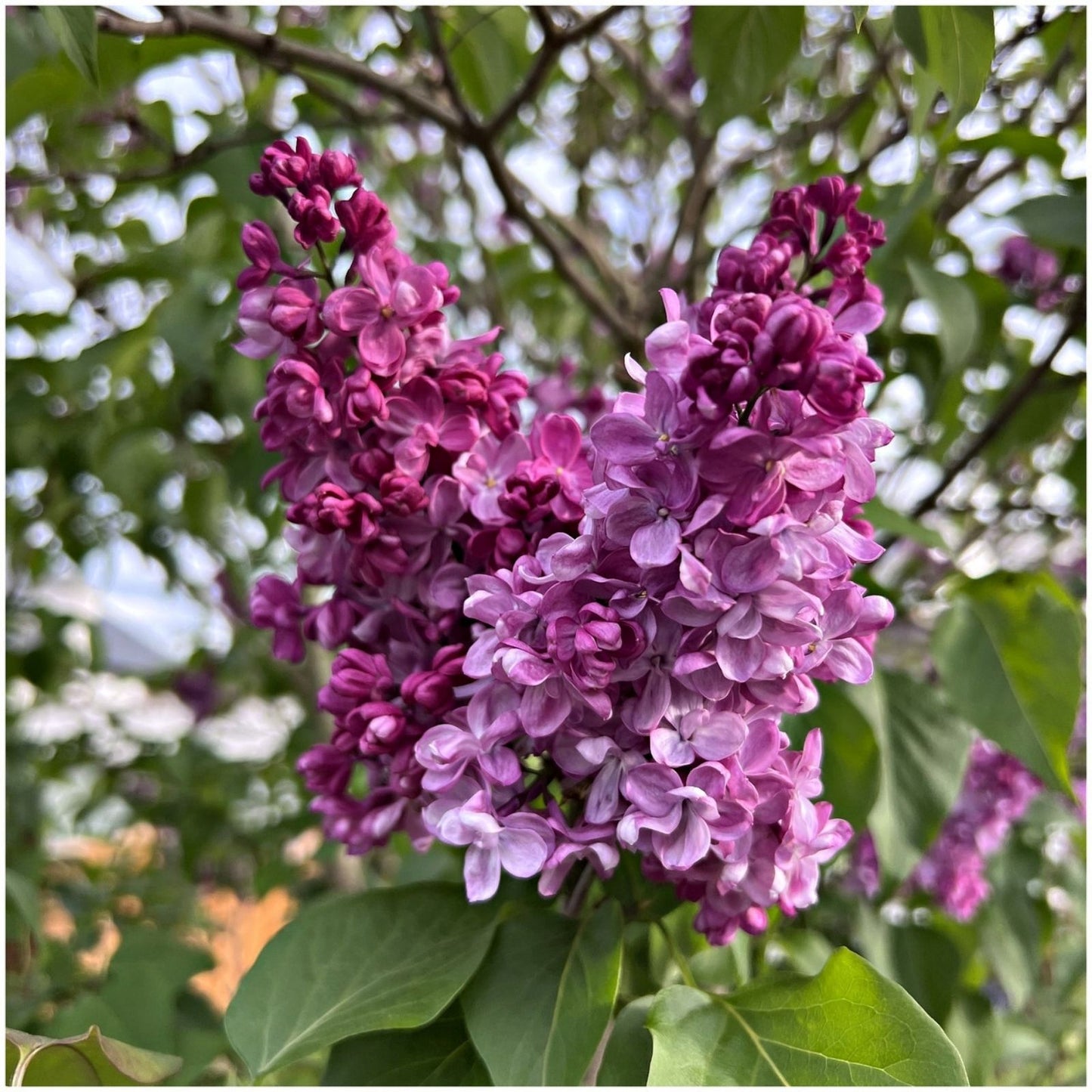 Lilac Starter Plant Belle de Nancy Syringa vulgaris Well-Rooted Live Plant 4-8 inches tall