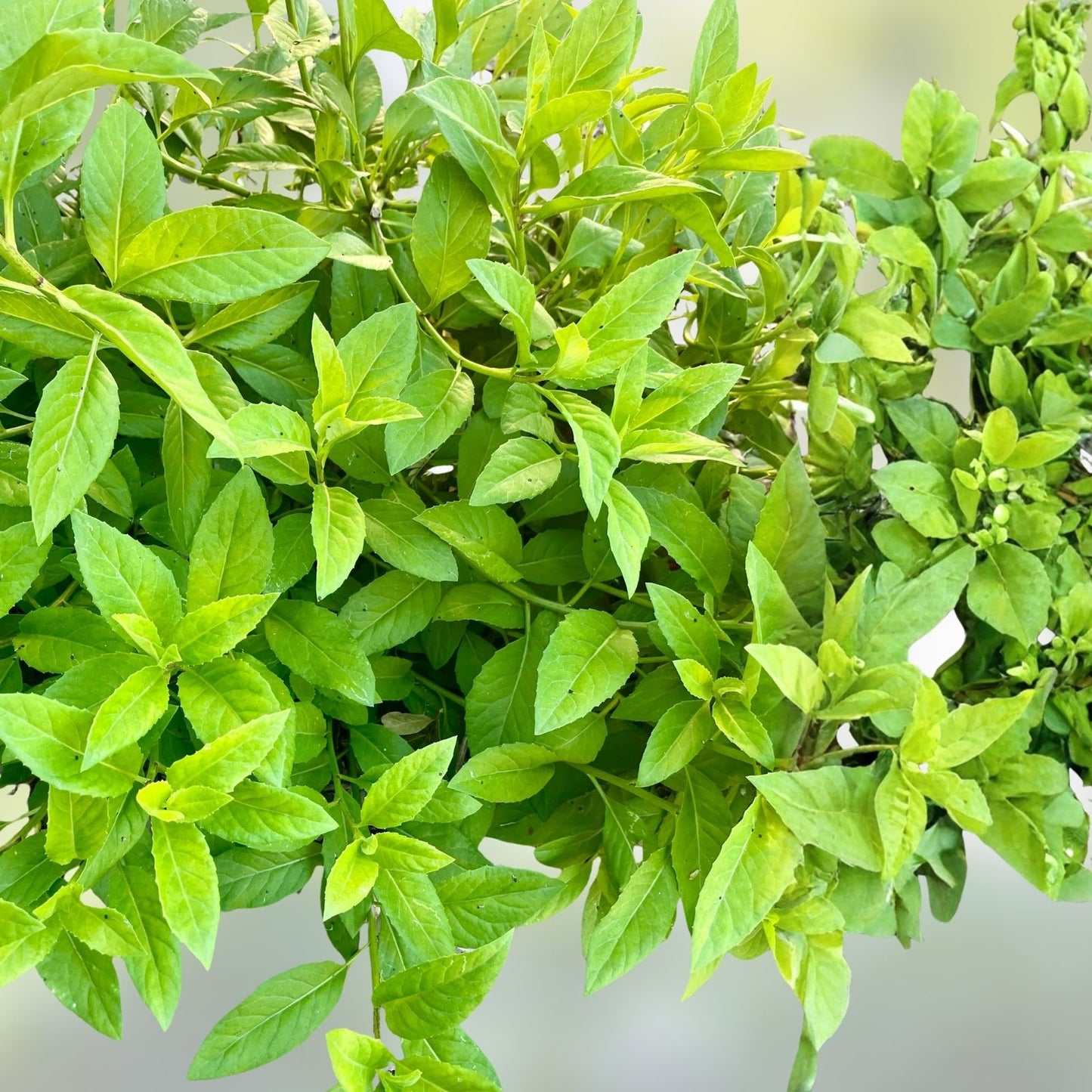 Longevity Spinach Cuttings Gynura Procumbens Edible Greens Starter Plants 24 Pack Houseplant Gardening