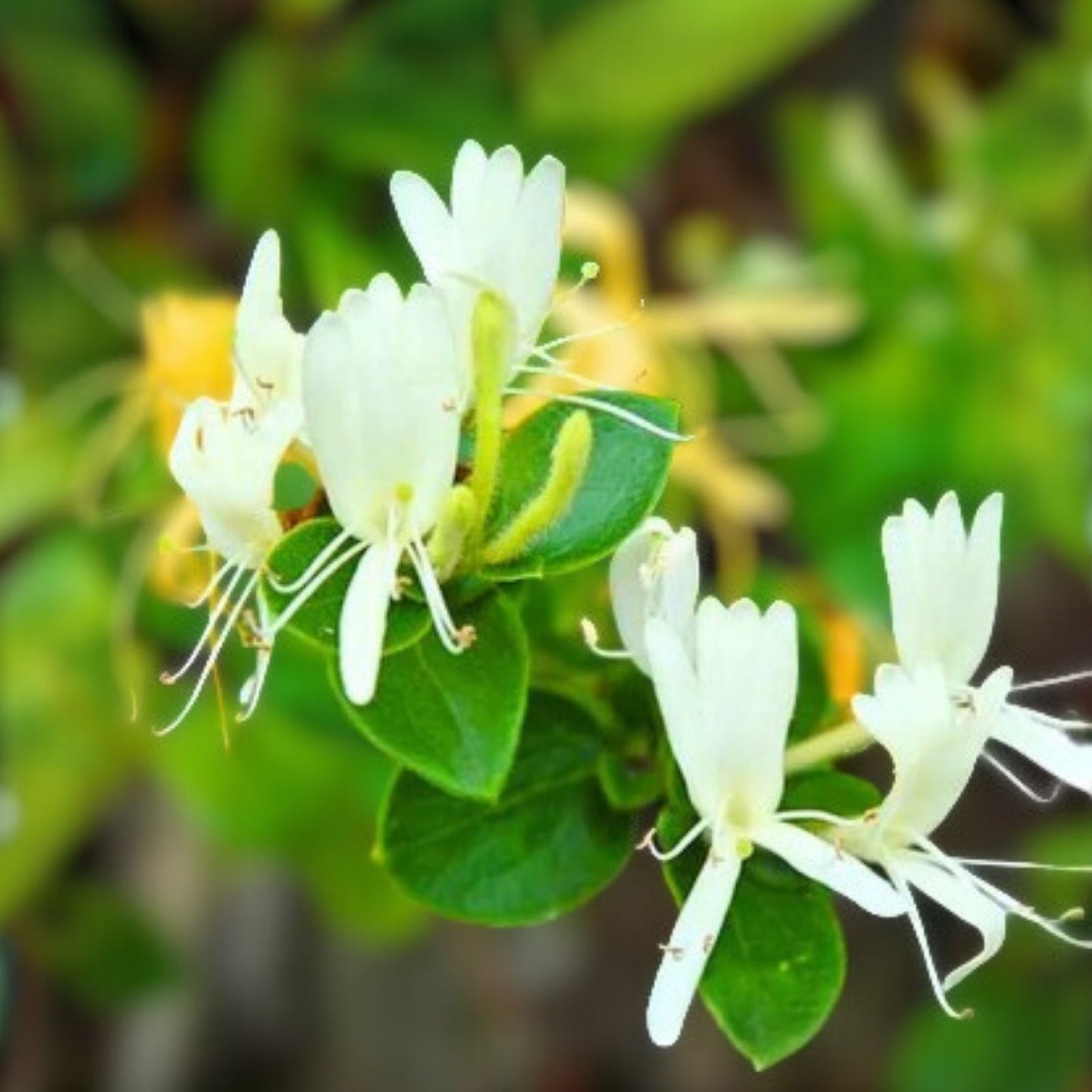 Japanese Honeysuckle Vines 7-Pack, Fragrant Live Plants, Lonicera japonica, Heirloom Southern Alabama