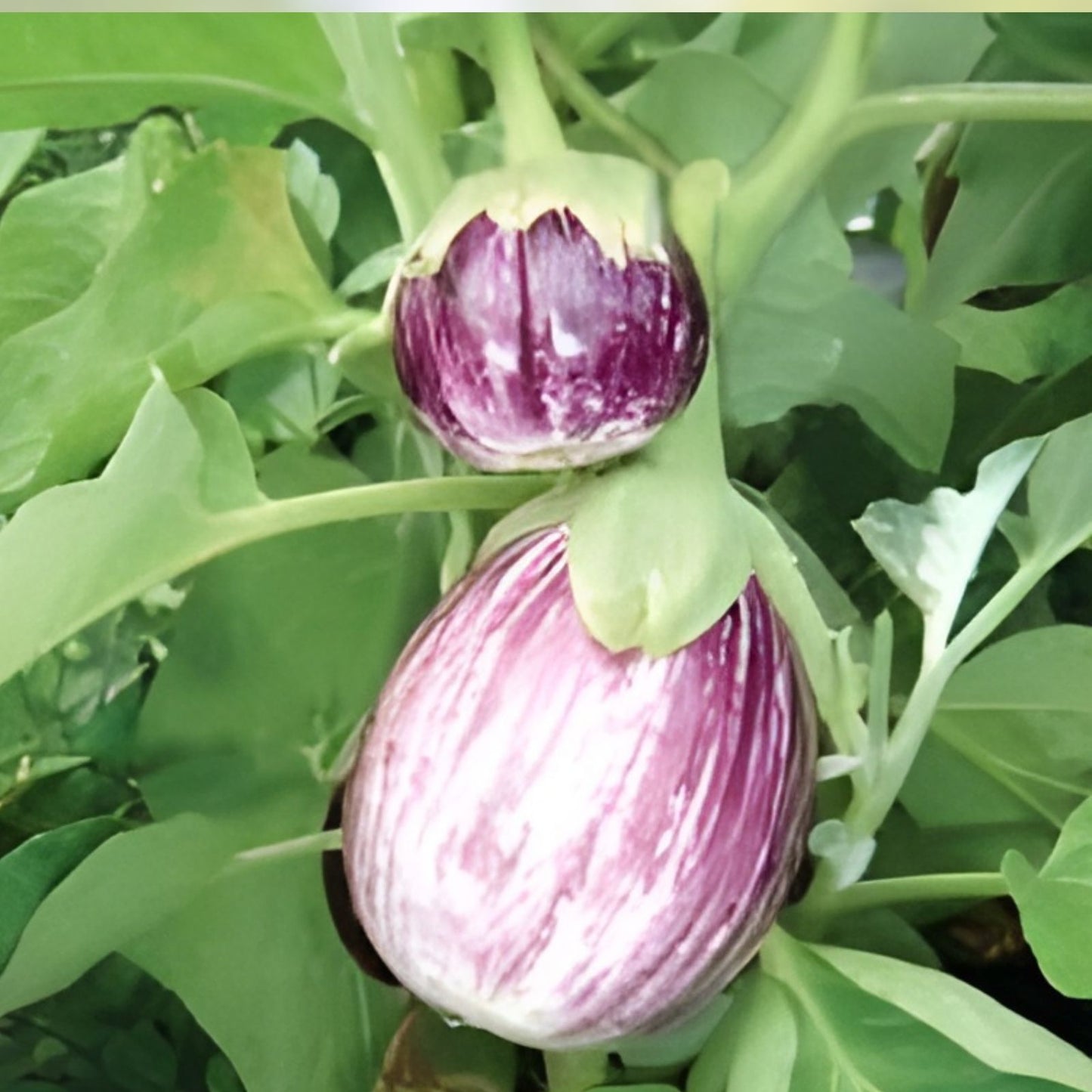 Organic Patio Pinstripe Eggplant Seeds – Non-GMO Solanum melongena Starter Plants, 50 Count, Home Garden, USA Grown